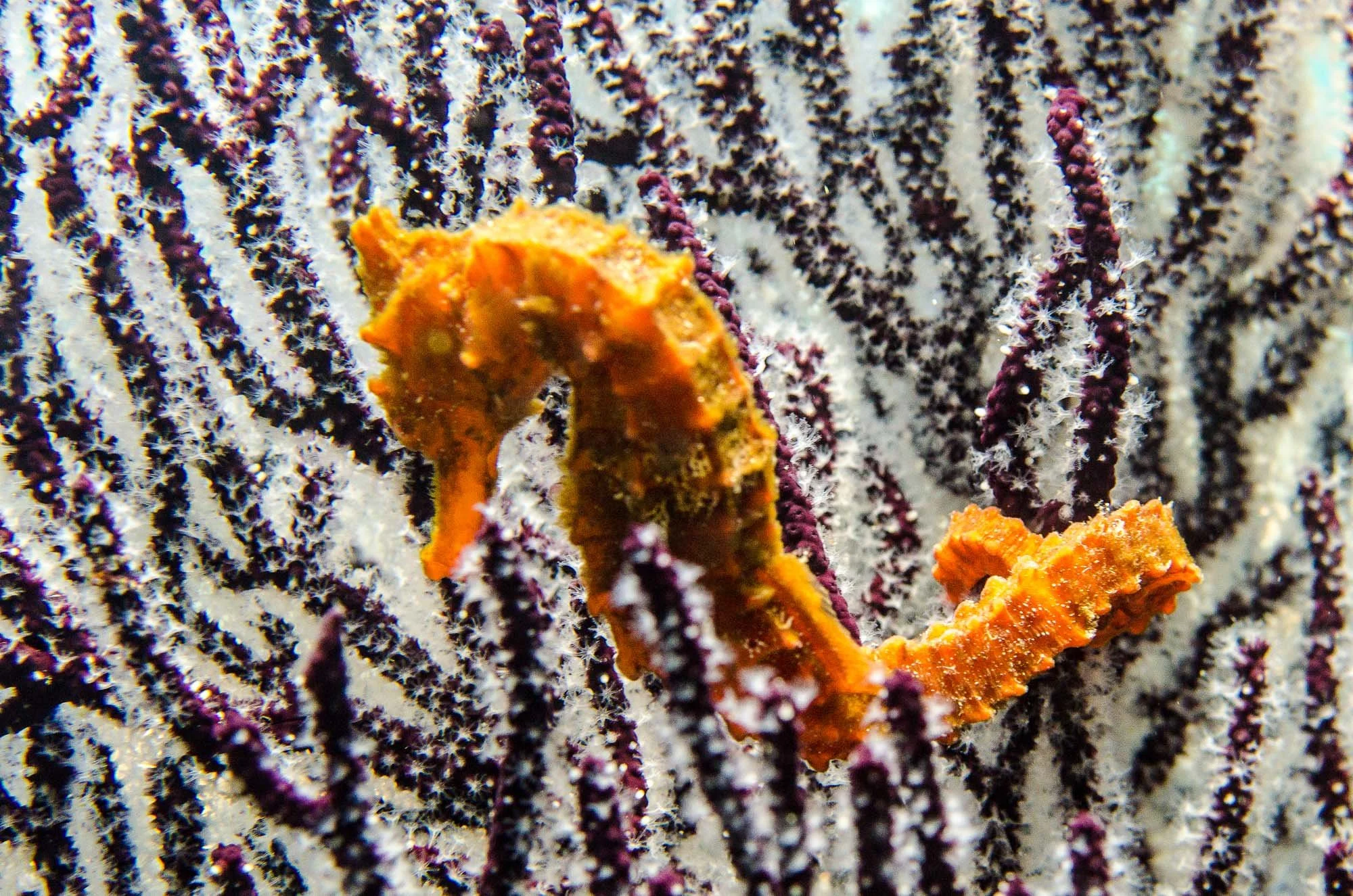 Un Caballito de mar naranja se aferra con precisión a las ramas de un Coral gorgonio, suspendido en un equilibrio perfecto dentro de la corriente. Su cuerpo, pequeño pero lleno de carácter, contrasta con la estructura orgánica del coral que se abre c