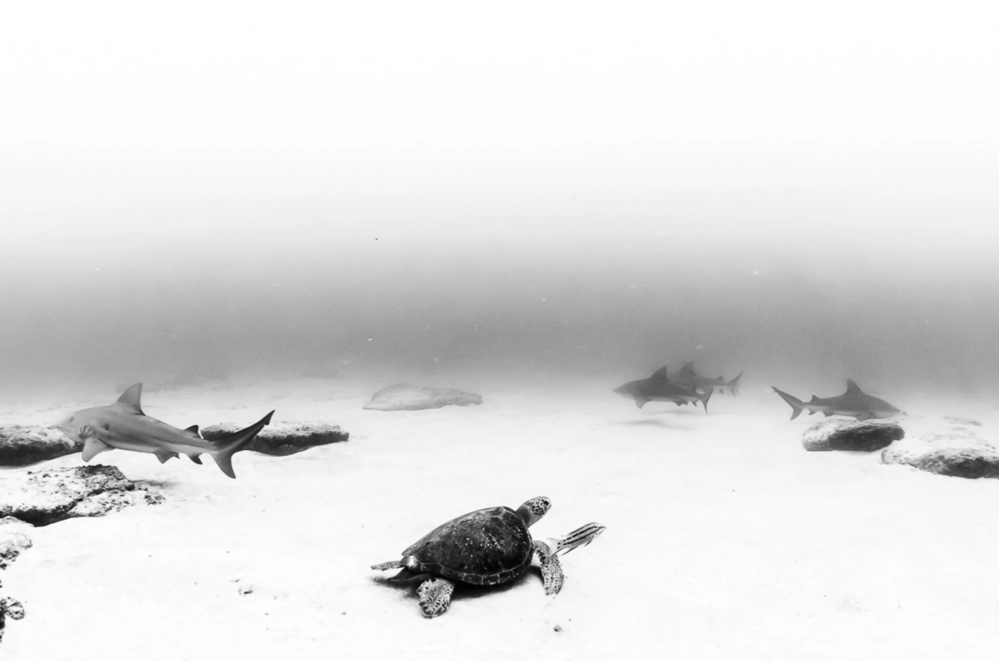 Una tortuga avanza con actitud desafiante en un territorio dominado por tiburones, sin titubeos, marcando presencia donde pocos se atreven. En Cabo Pulmo, la escena se completa con un pequeño pez que la acompaña de cerca, casi como su sidekick, sigui