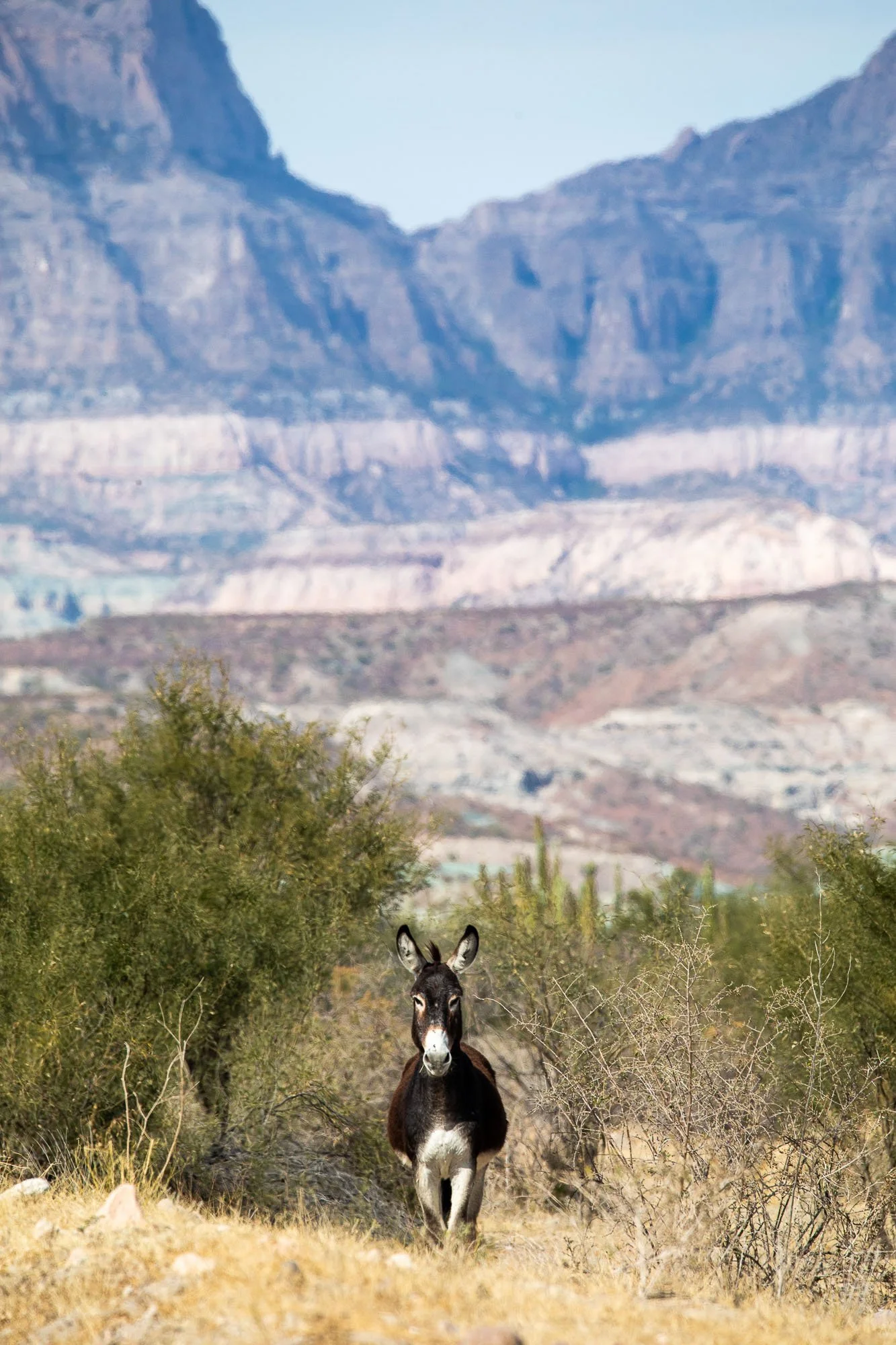 Un burro en un desierto con arbustos y montañas al fondo.