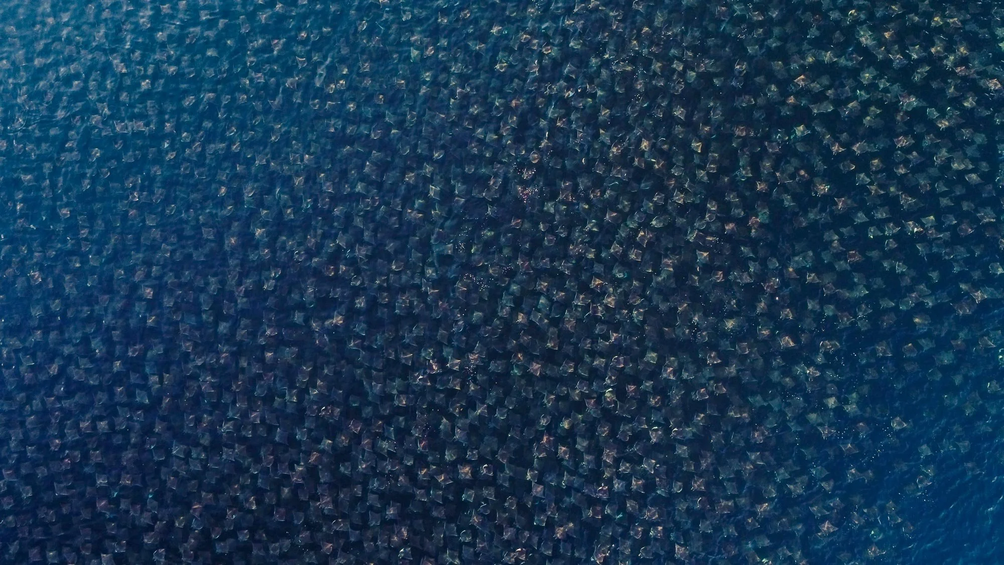 Una de las manifestaciones de vida silvestre más masivas del Golfo de California. Desde el aire, una escuela gigante de mobulas llena todo el encuadre, un patrón vivo que se expande sin límites.
No hay un solo punto de enfoque, es pura abundancia en 