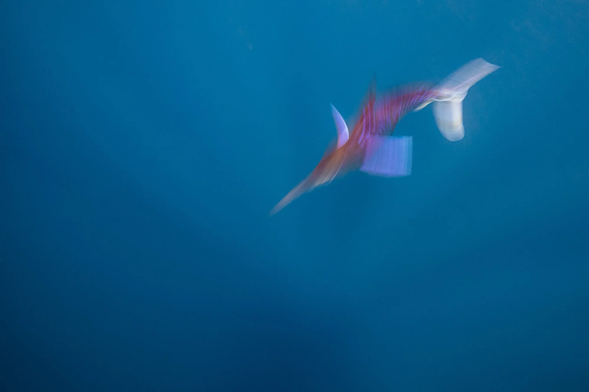 Un marlín rayado atraviesa el azul en una ráfaga de velocidad, reducido a líneas y energía pura. El motion blur borra los límites y convierte al animal en una forma abstracta, donde solo quedan dirección, impulso y tensión.
No es una imagen para iden