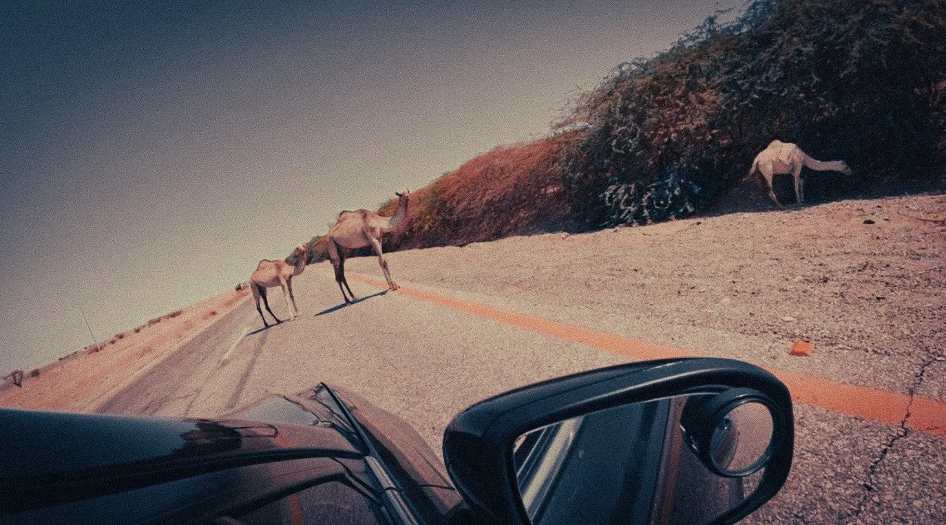 Camels crossing the road near the Dead Sea in Jordan, seen from a car window.