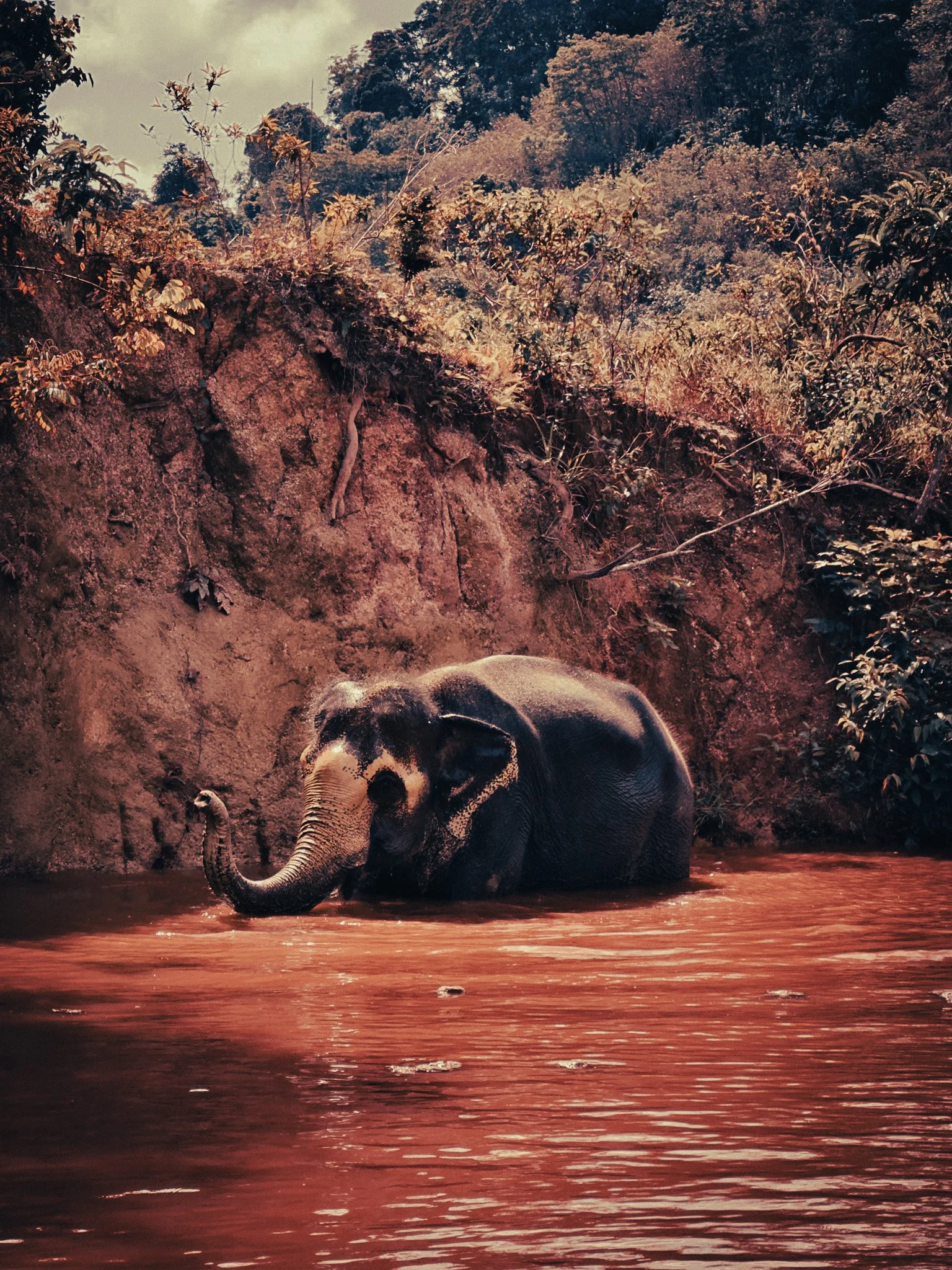 Asian elephant standing in a green river pool surrounded by dense tropical forest at an elephant sanctuary in Phuket, Thailand.