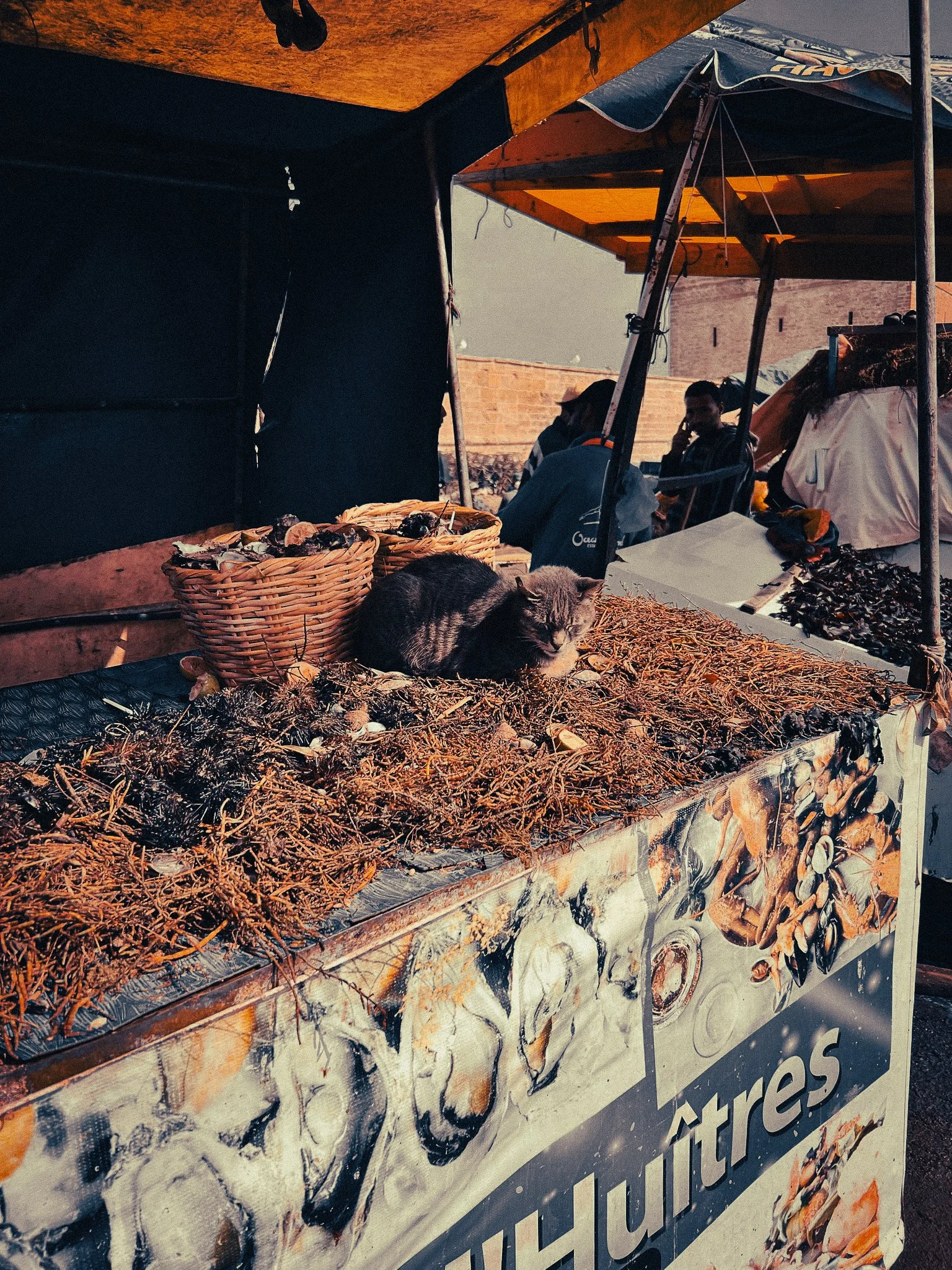 Essaouira Seafood Stall Cat