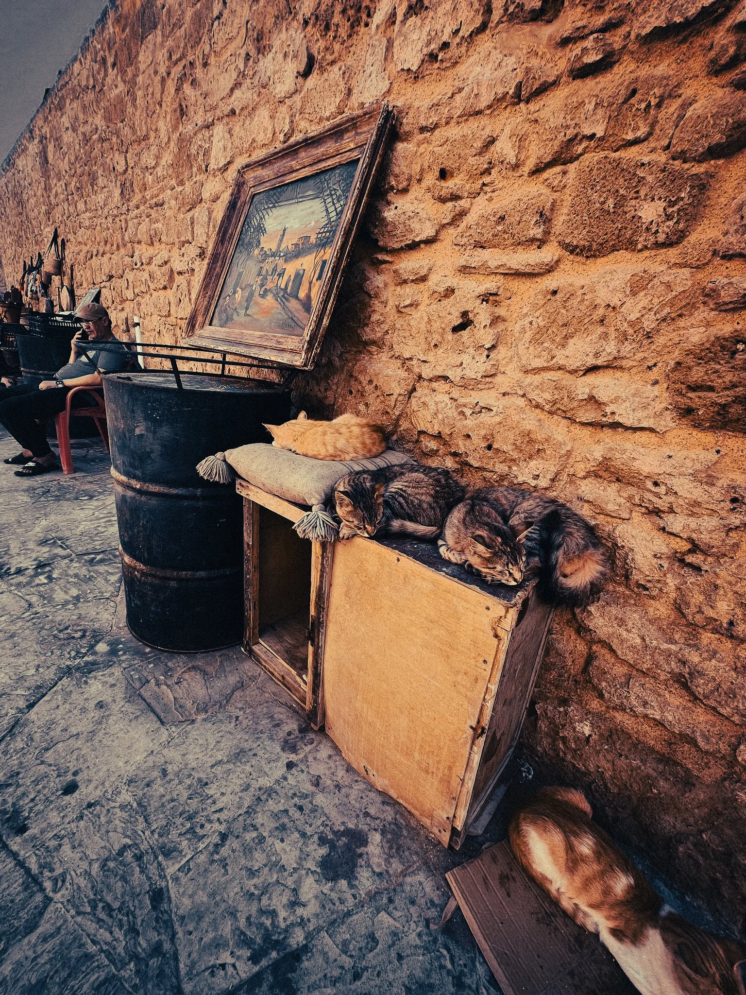 Cats of Essaouira Medina
