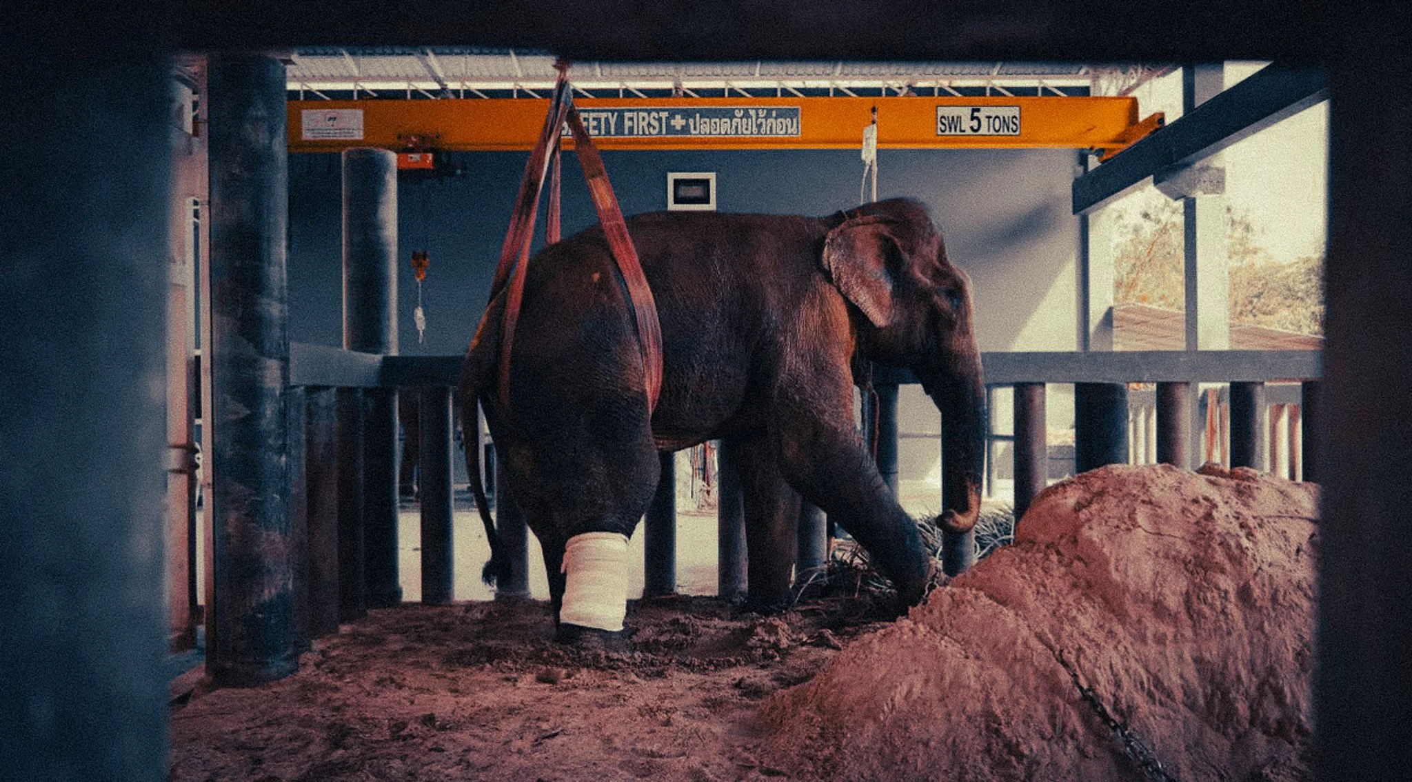 Ethical Elephant Sanctuary Phuket: No Riding, No Bathing, No Tourist Circus