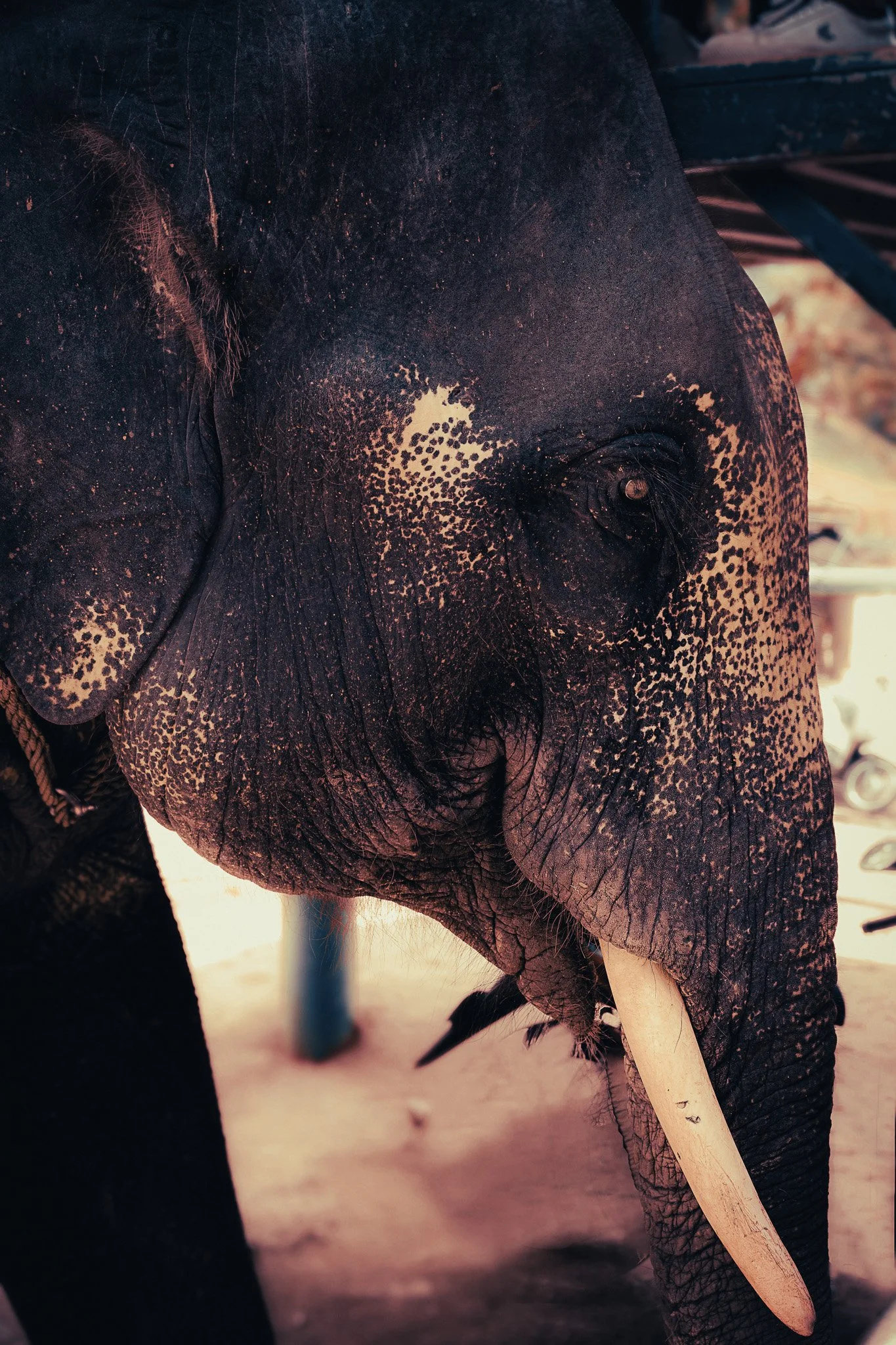 Ethical Elephant Sanctuary Phuket: No Riding, No Bathing, No Feeding