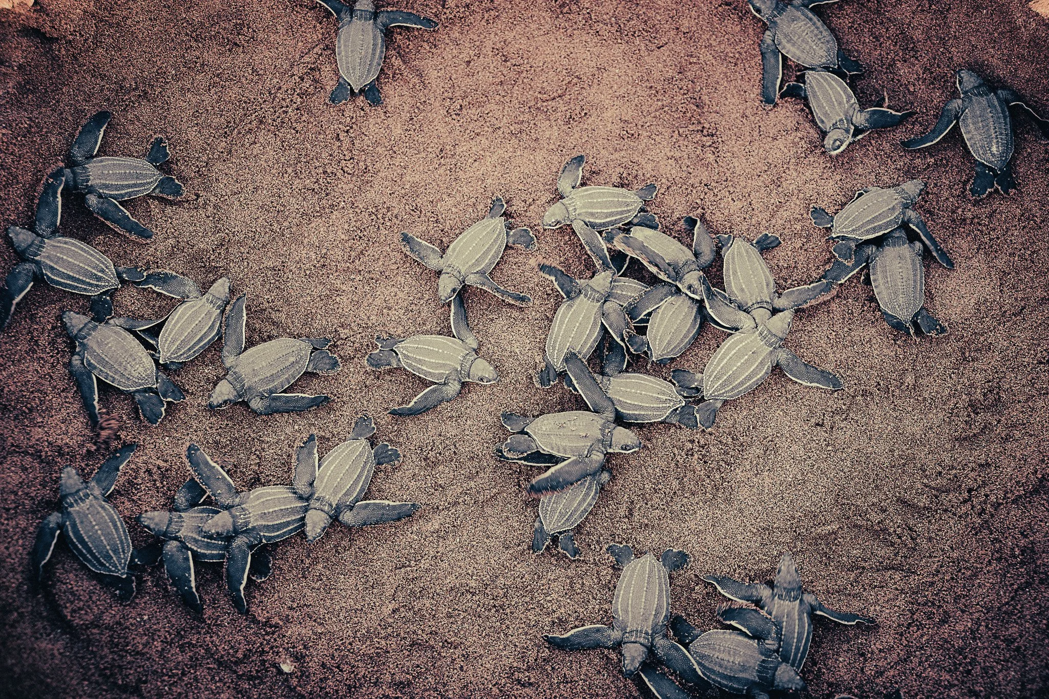 Conservation in Costa Rica: Turtles are in danger