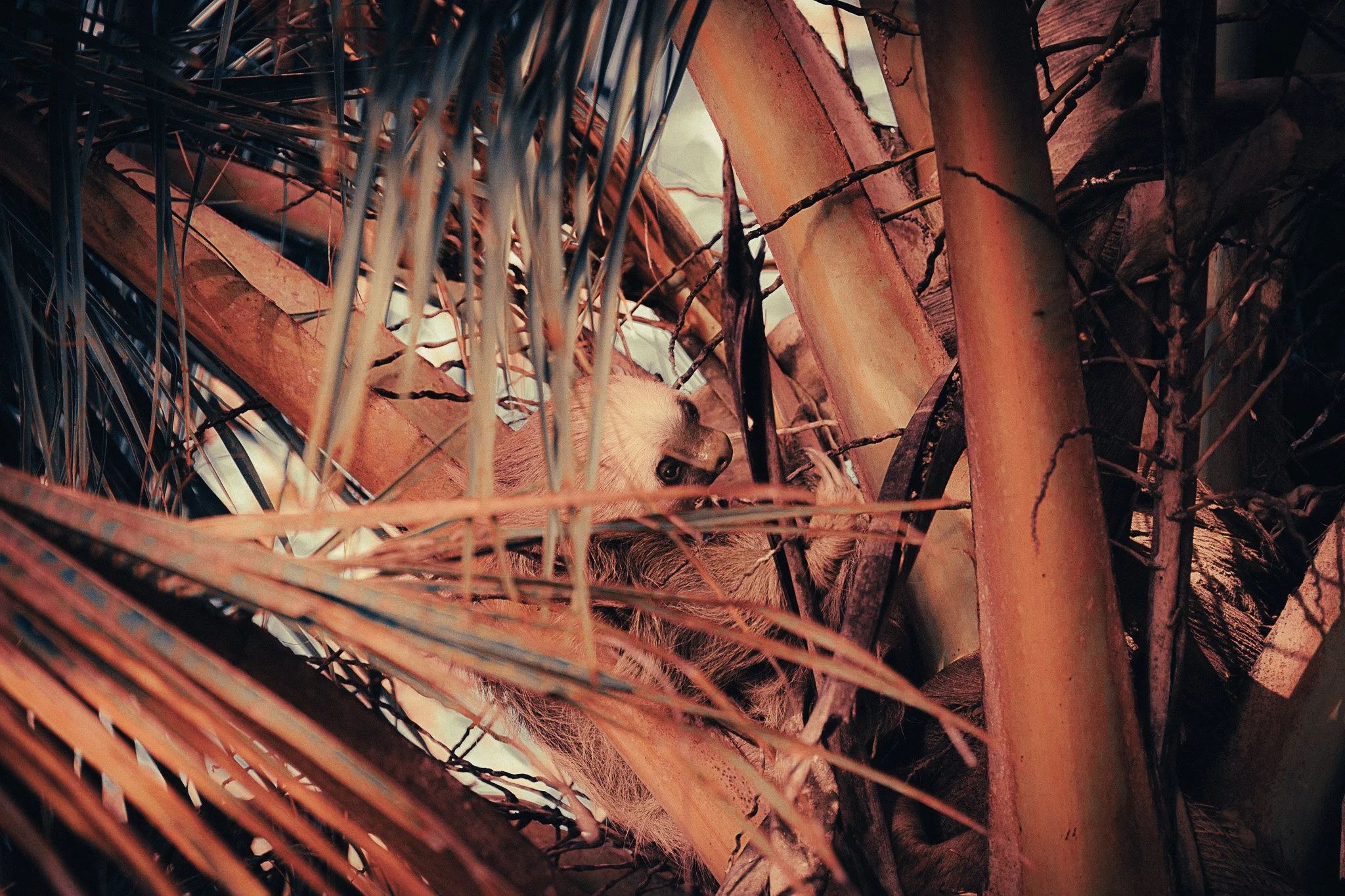 Wild three-toed sloth resting among palm trees in the rainforest near Tortuguero, Costa Rica.