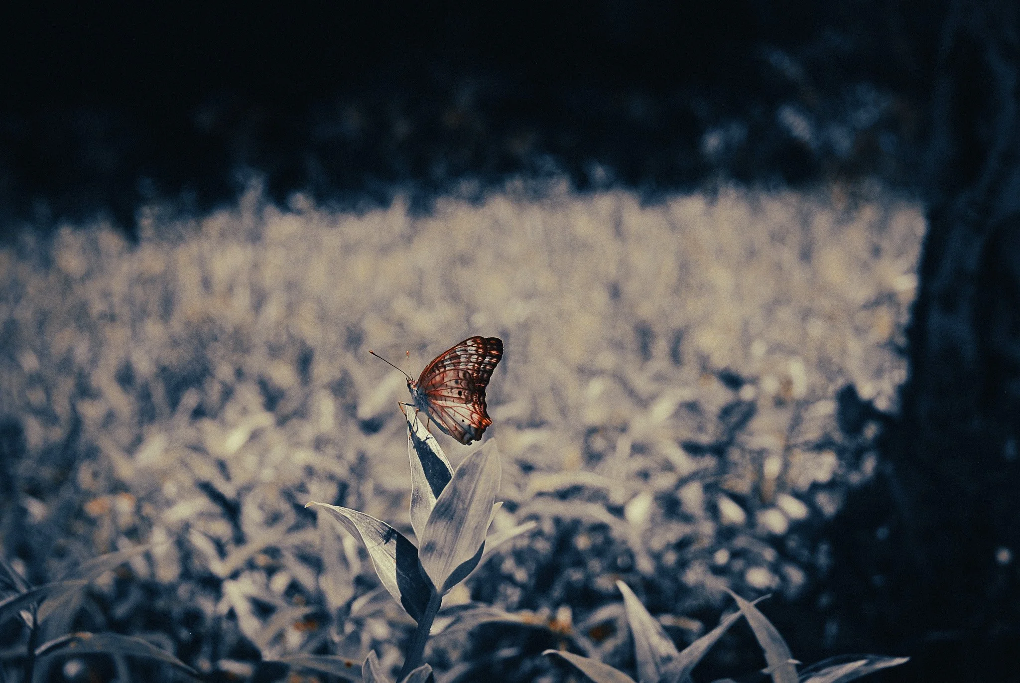 Butterfly resting on a rainforest plant near Tortuguero on Costa Rica's Caribbean coast.