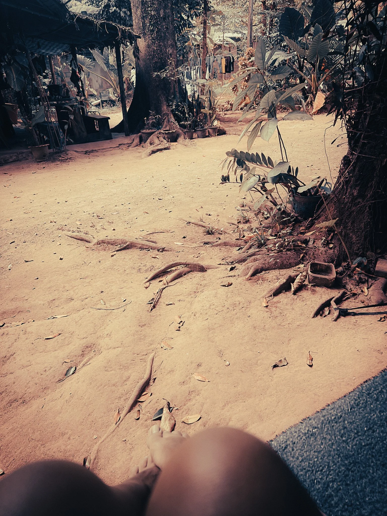 Simple jungle camp area with exposed tree roots and tropical plants near Khao Sok Village.