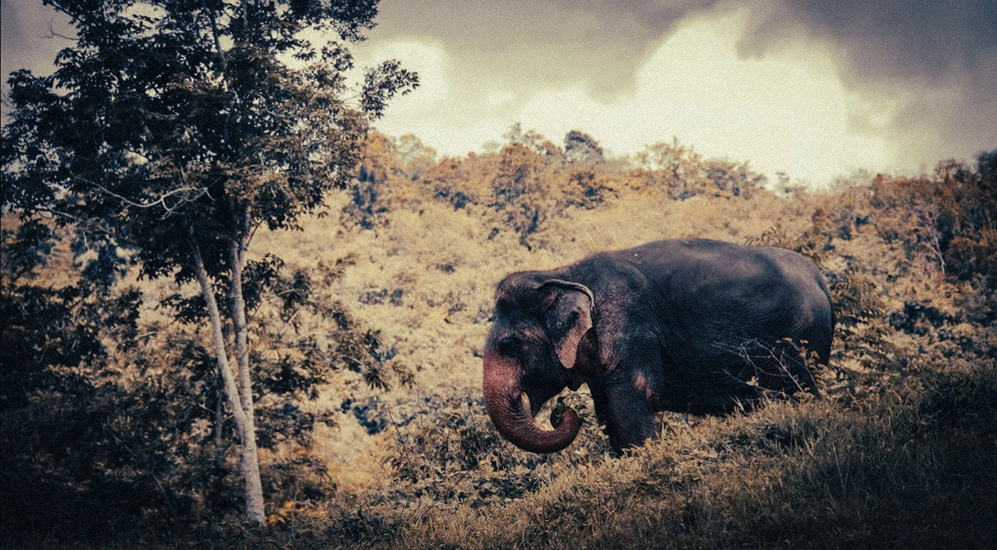 Visitors observing an elephant from a respectful distance at Phuket Elephant Sanctuary in Thailand.