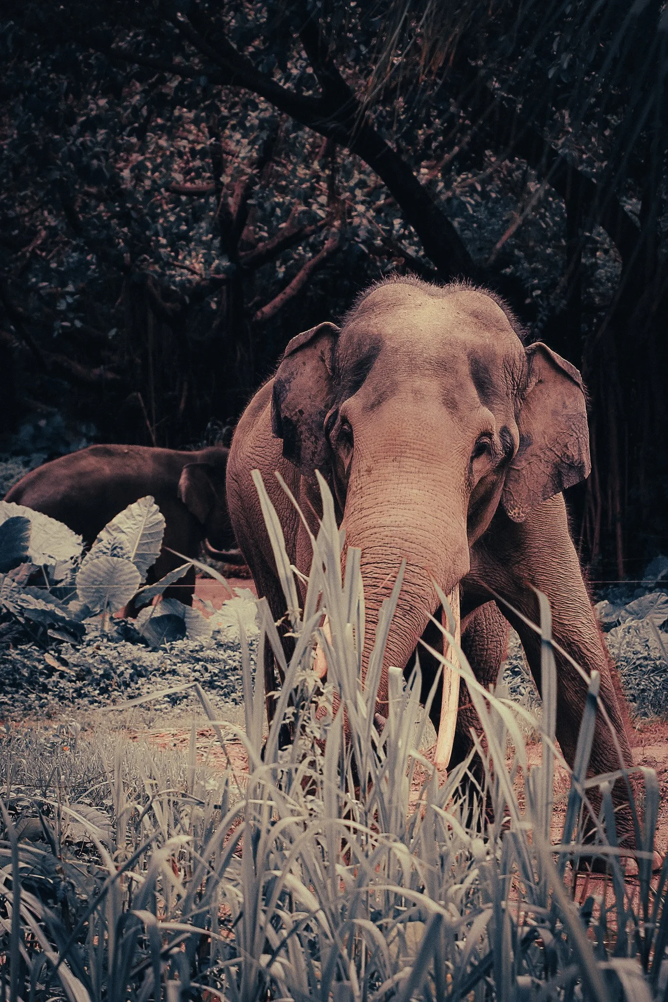Asian elephant walking through tall green grass and dense forest at an elephant sanctuary in Thailand.