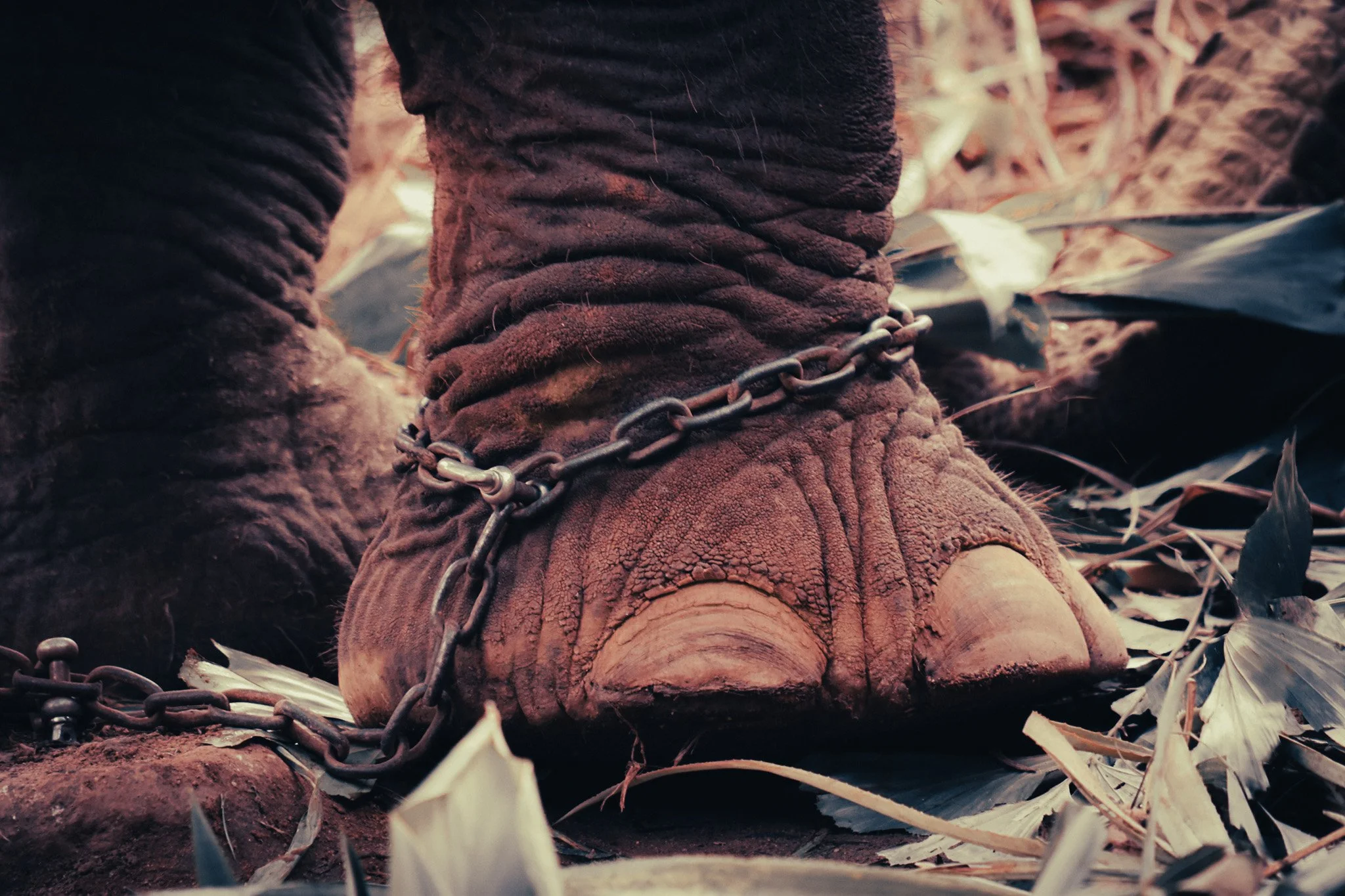 Close-up of an elephant’s chained foot surrounded by leaves at an elephant sanctuary in Phuket.