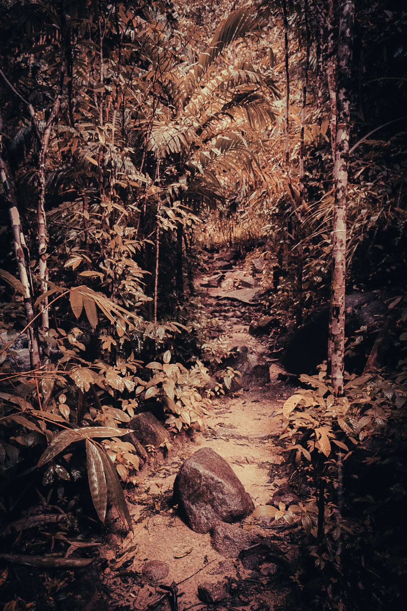 Rocky jungle trail through dense rainforest in Khao Sok National Park, Thailand.