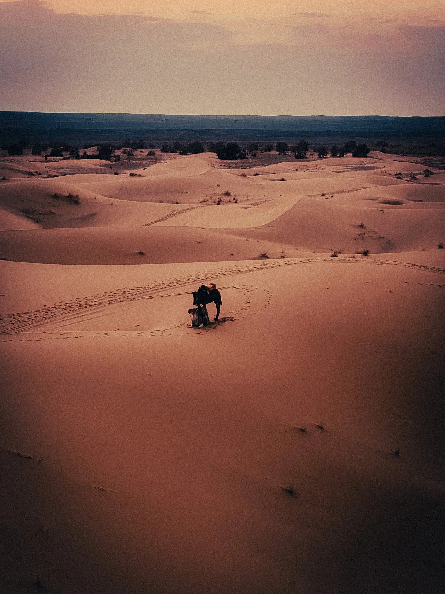 A lone camel and its handler crossing vast Sahara dunes at sunset in Morocco.