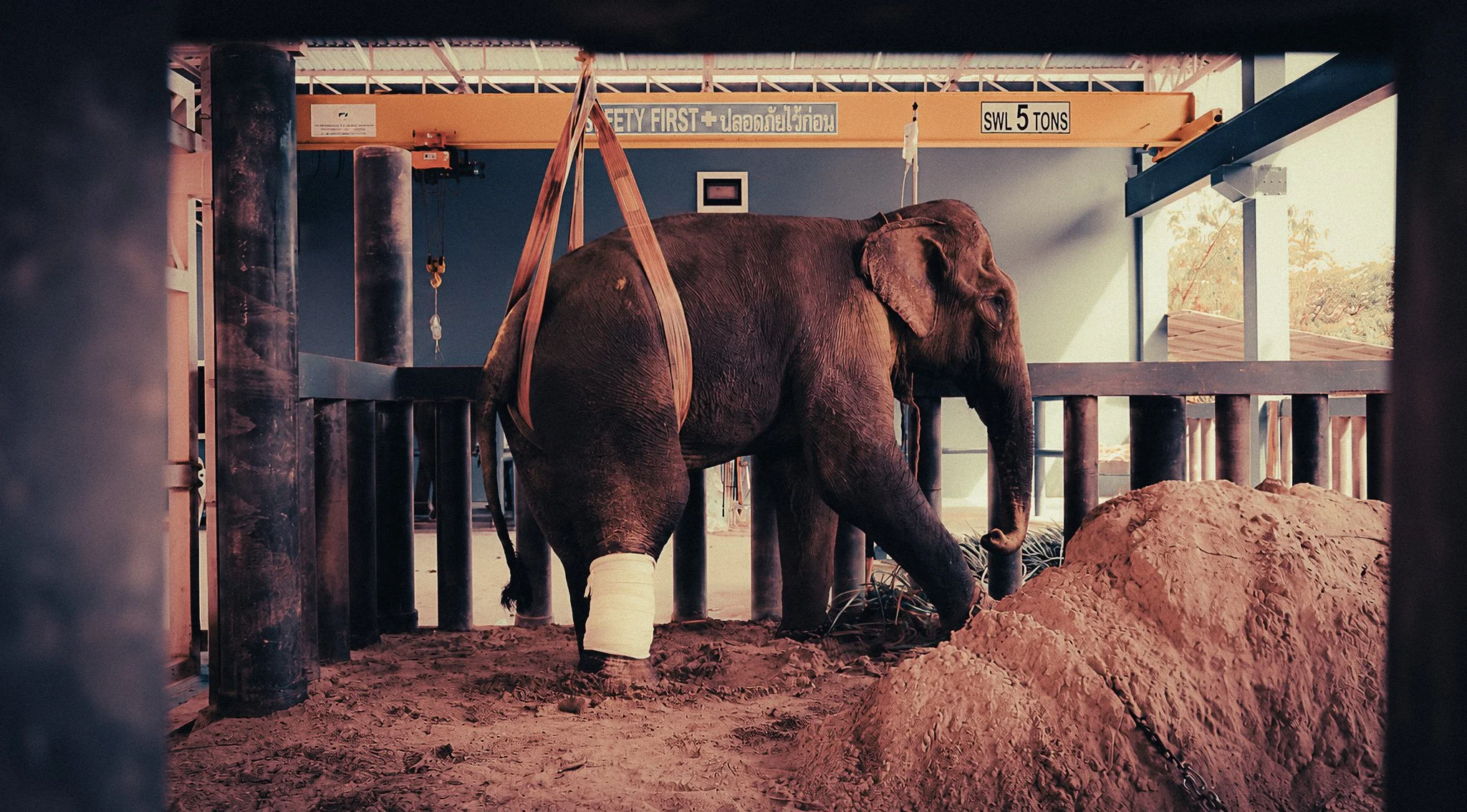 Asian elephant with a bandaged back leg standing inside a veterinary-style enclosure at an elephant sanctuary in Phuket, supported by red lifting straps under an overhead crane.