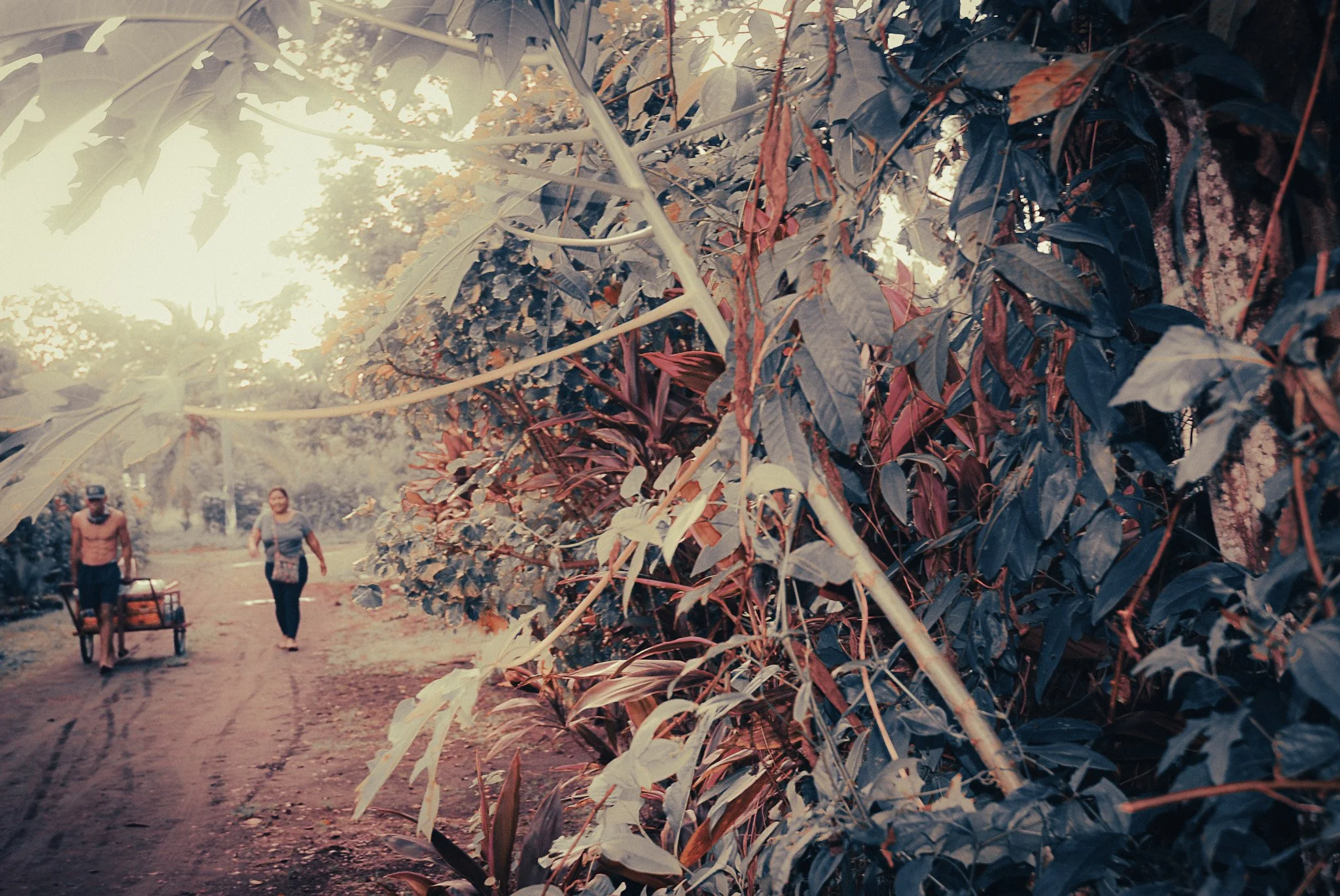 Quiet village road lined with tropical vegetation in remote Parismina near Tortuguero, Costa Rica.