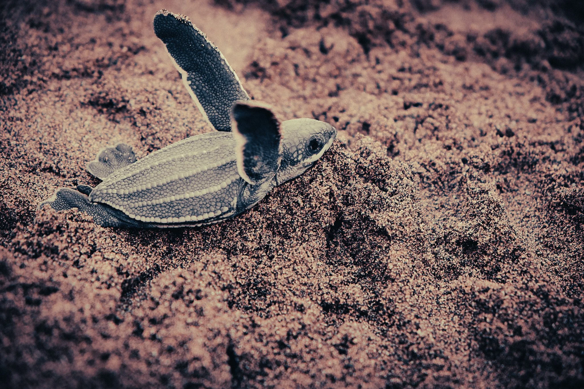 Leatherback turtle hatchling crawling across the sand towards the sea in Parismina, Costa Rica.