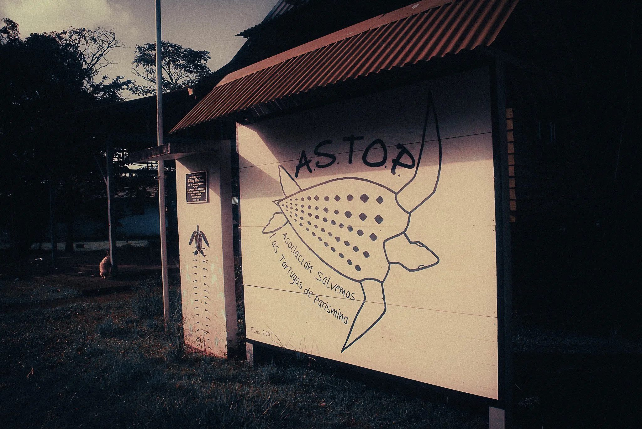 ASTOP sea turtle conservation centre in Parismina protecting nesting turtles on Costa Rica's Caribbean coast.