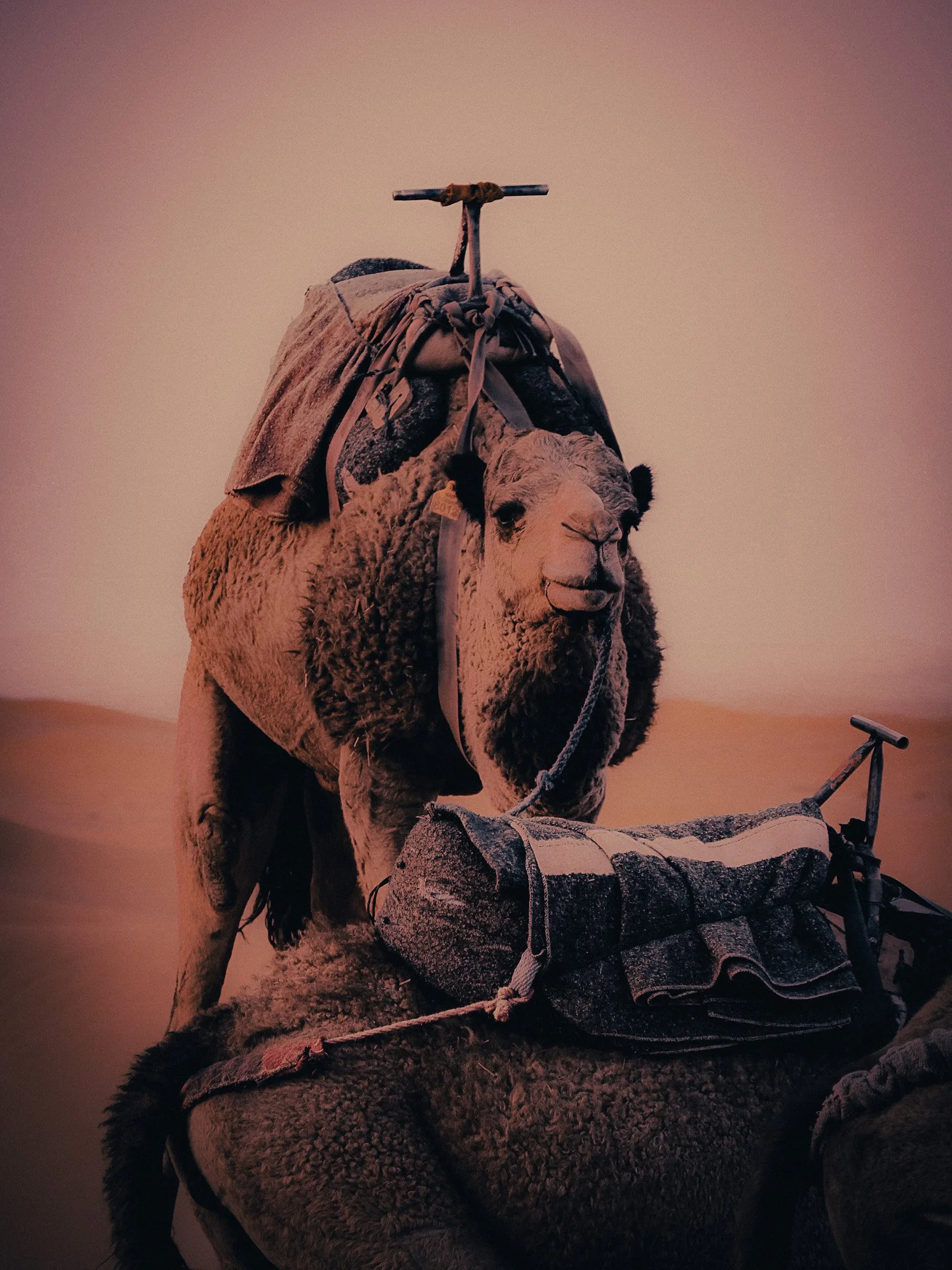 Close-up of a saddled camel resting in the Moroccan Sahara, photographed in warm pink desert light.