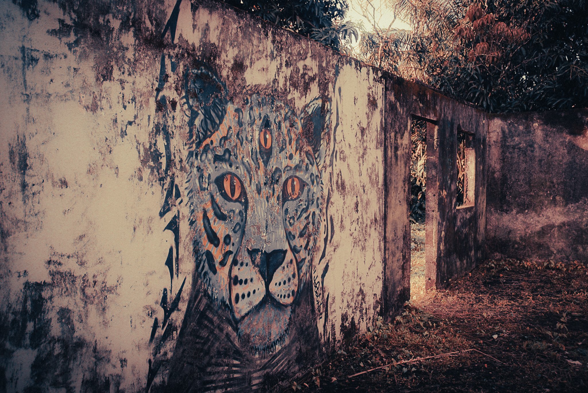 Jaguar mural painted on an abandoned concrete wall in the jungle near Parismina, Costa Rica.