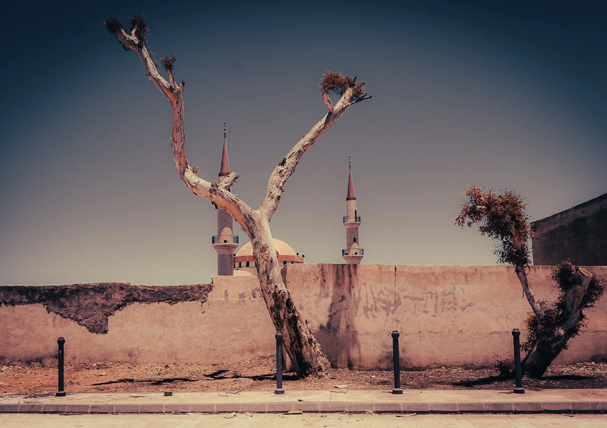 Bare trees stand against a blue sky and mosque backdrop, Al-Azraq, Jordan.