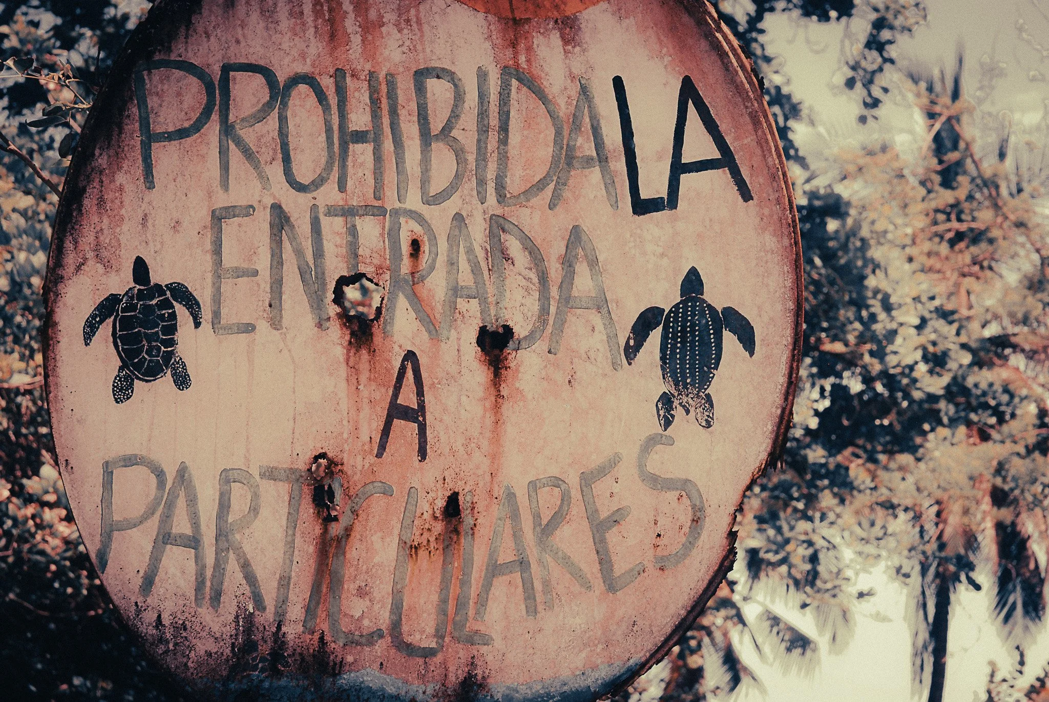 "Weathered 'No Entry to Parismina' sign with painted sea turtles surrounded by tropical rainforest in Costa Rica.