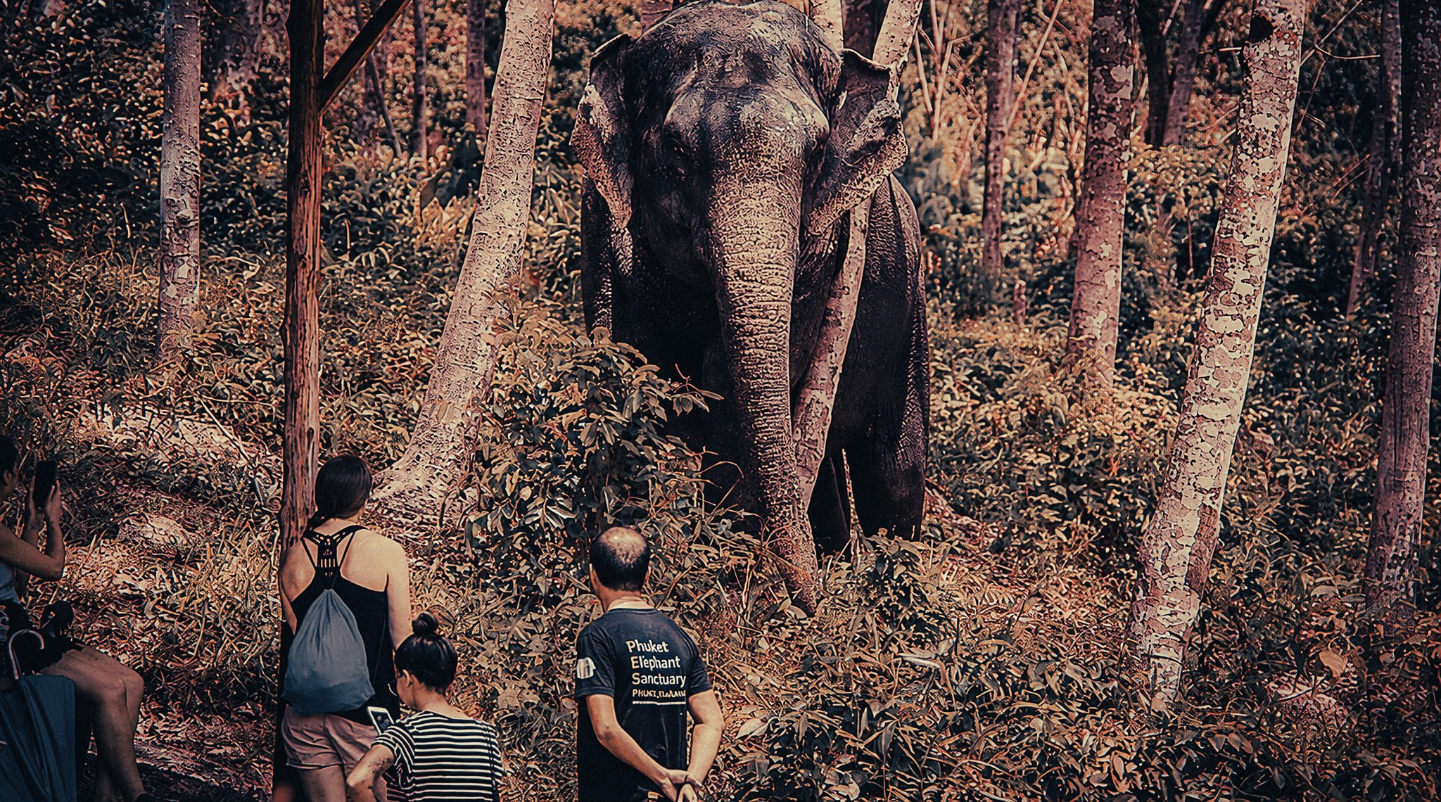 Visitors watching an Asian elephant standing among trees and dense green forest at Phuket Elephant Sanctuary in Thailand.