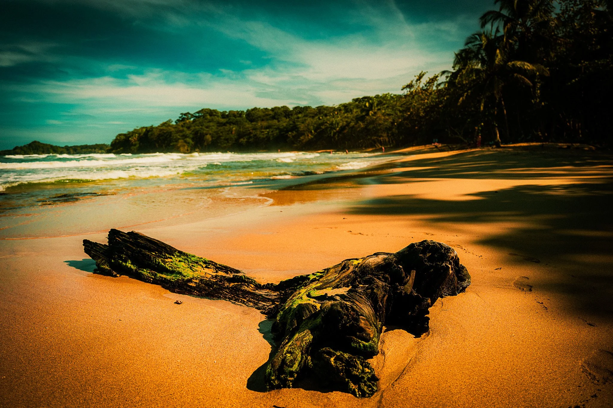 Driftwood on a tropical beach near Puerto Viejo, Costa Rica, with jungle along the shoreline