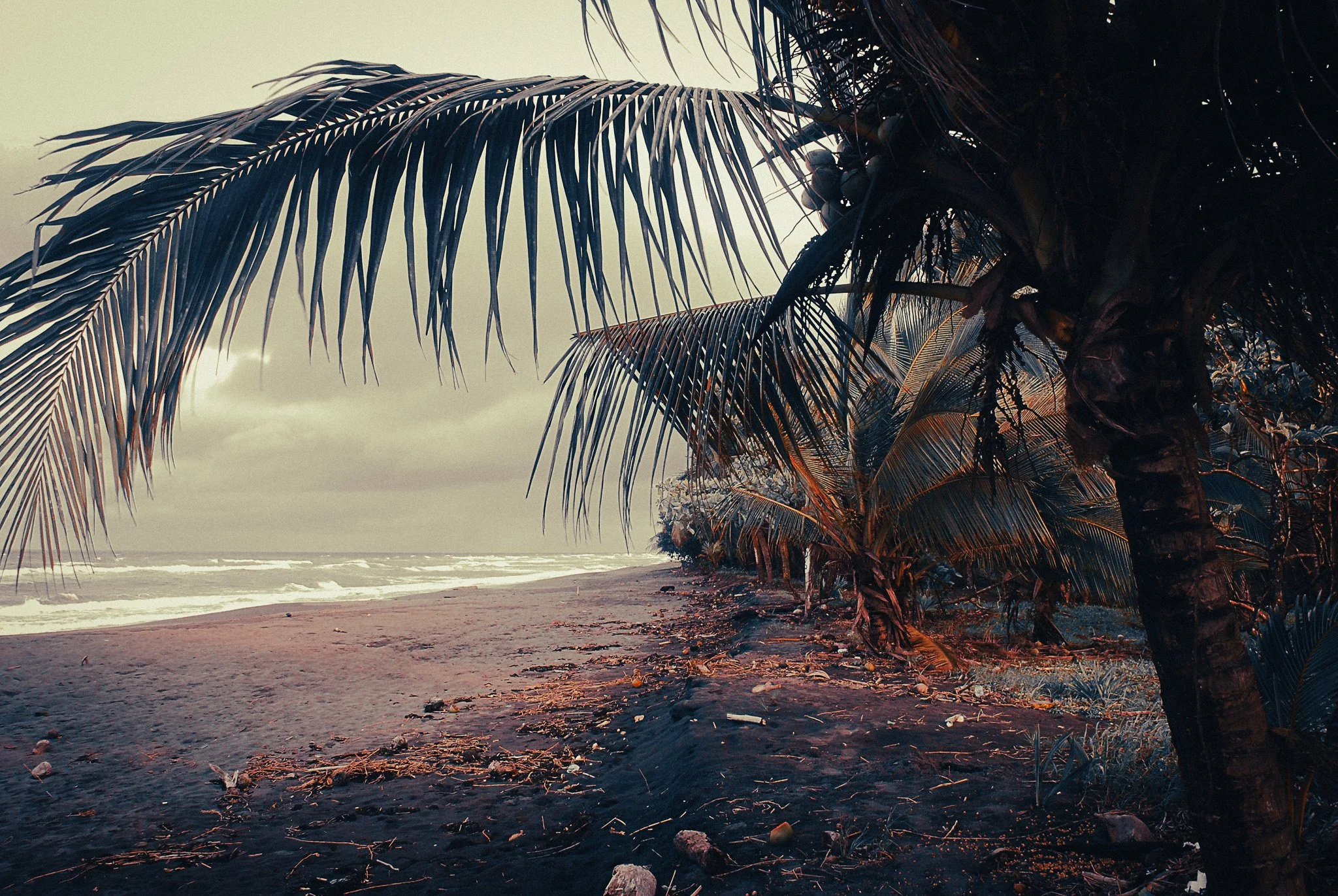 Remote Caribbean beach in Parismina, Costa Rica, lined with palm trees and dark nesting sand.