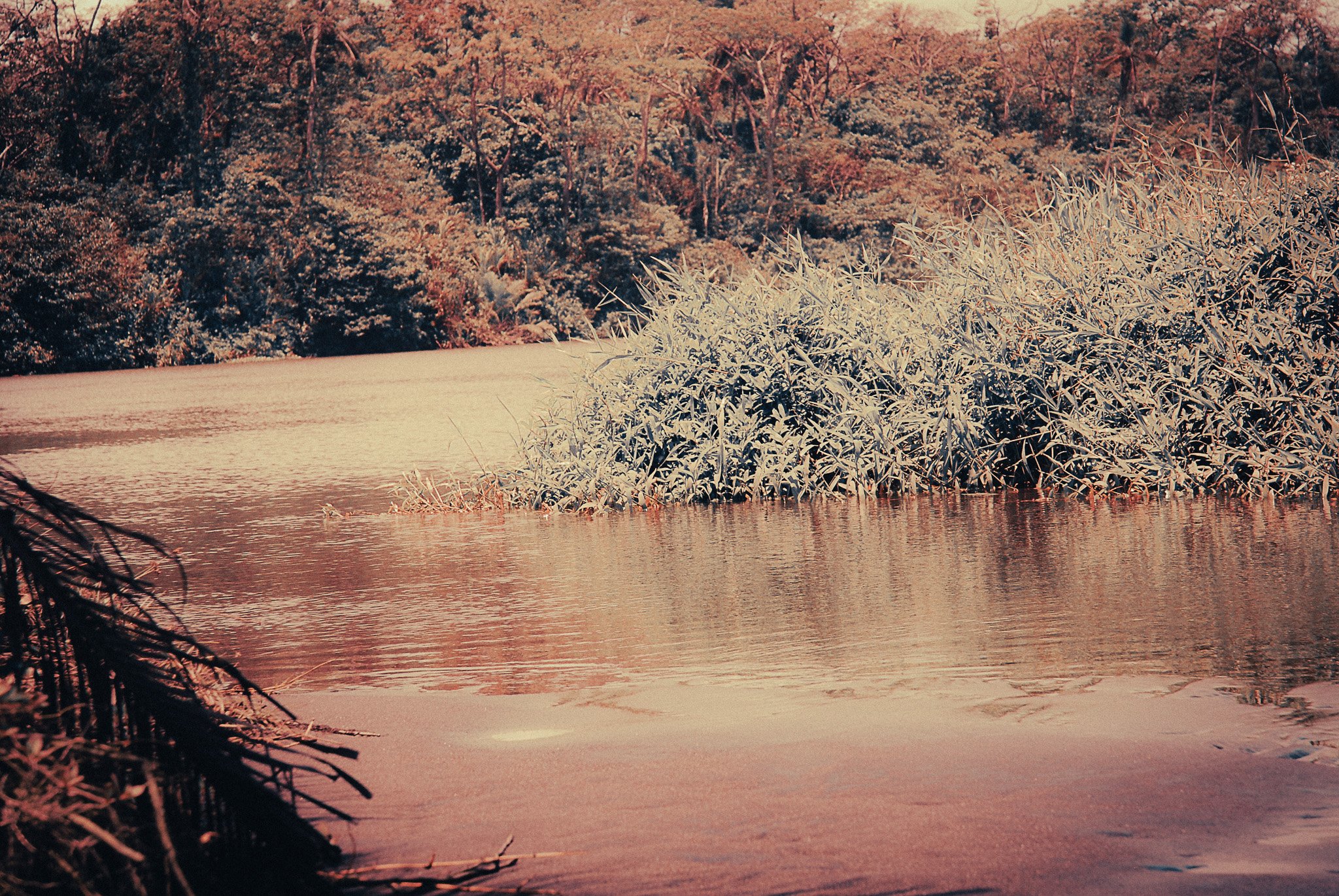 Quiet river and dense tropical vegetation surrounding Parismina on Costa Rica’s Caribbean coast.
