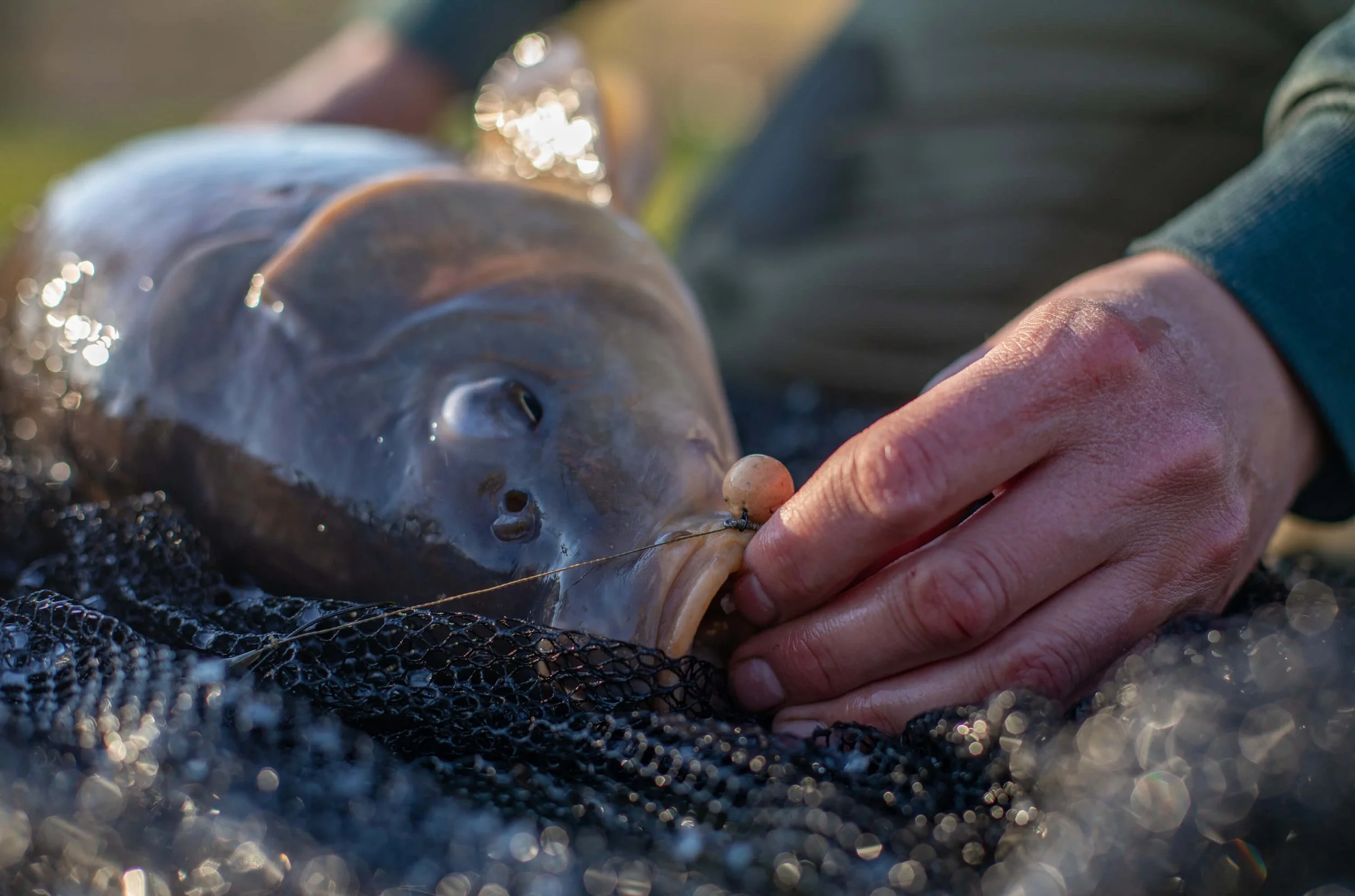 buffalo carp getting hooked on with boilies and dough bait
