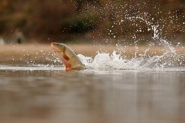 Common carp coming up for air