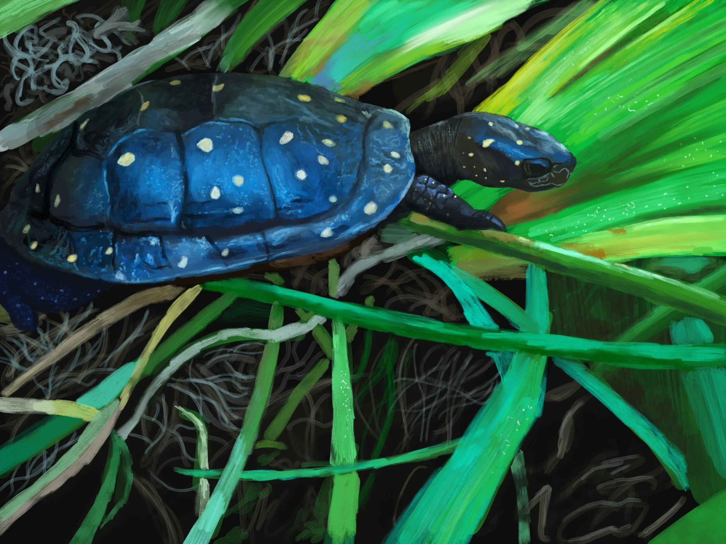 Turtle_Drawing.jpg