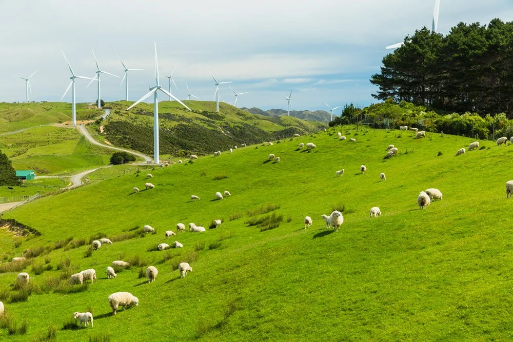 Green hilly landscape with sheep grazing and wind turbines in the background under a partly cloudy sky.
