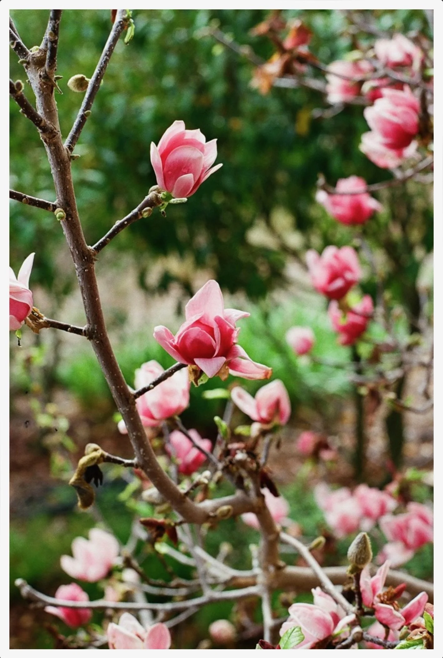 Screenshot 2024-04-03 at 1.12.26 AM 3.JPG