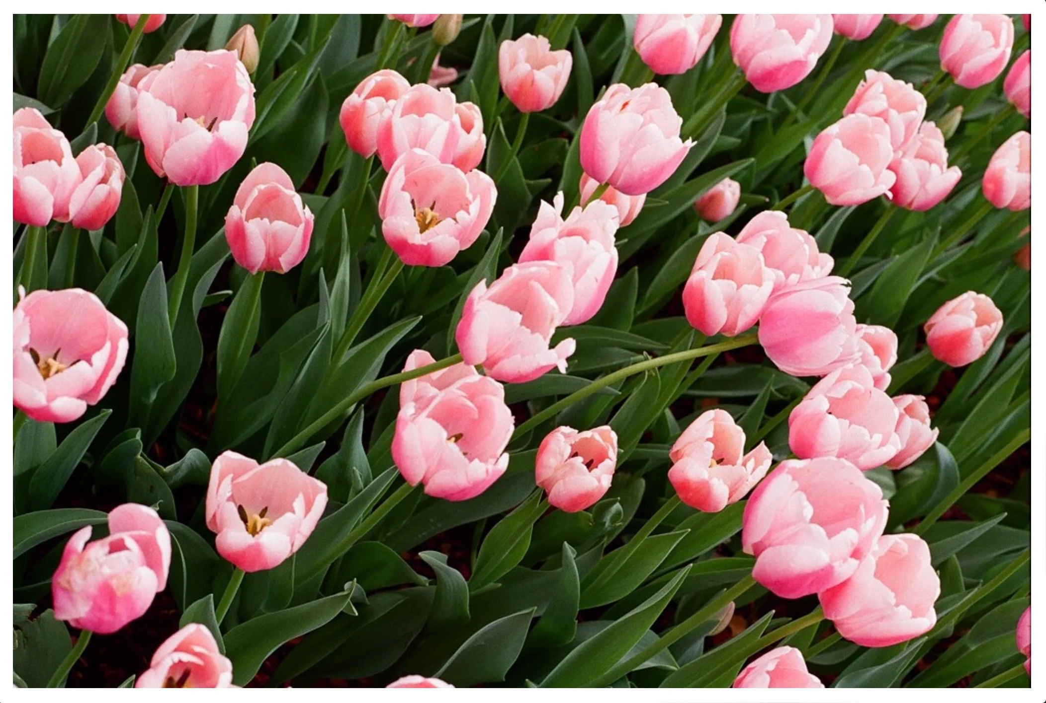 Screenshot 2024-04-03 at 1.13.14 AM 4.JPG