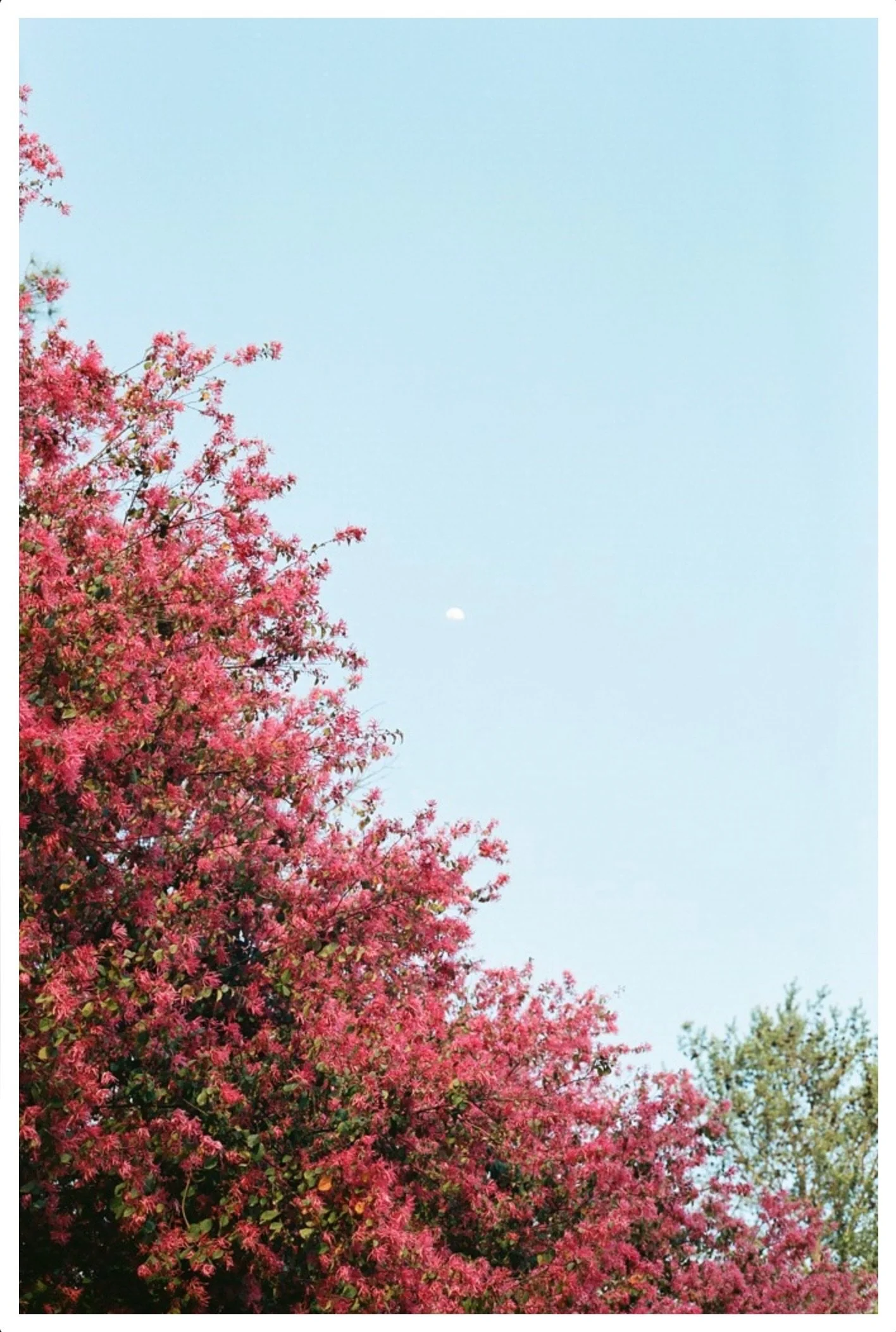 Screenshot 2024-04-02 at 9.31.17 PM 3.JPG