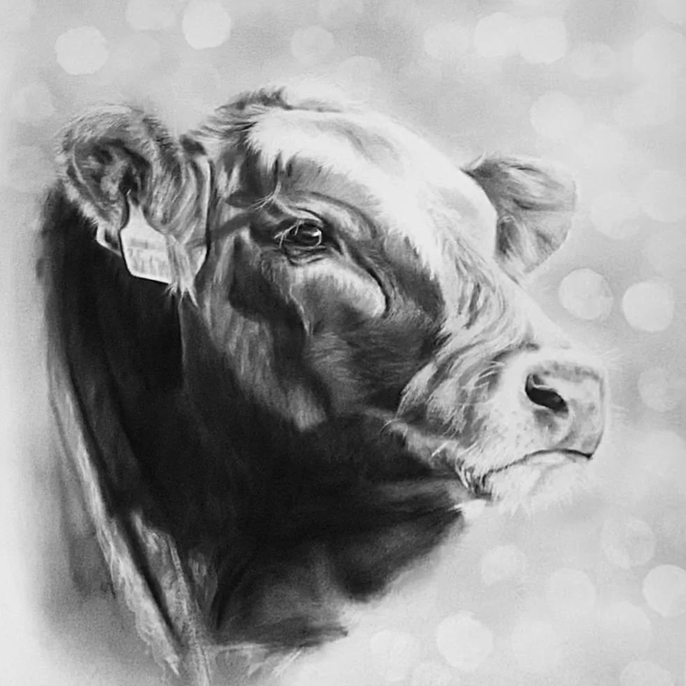Black and white detailed drawing of a cow's profile, focusing on its face and ears.