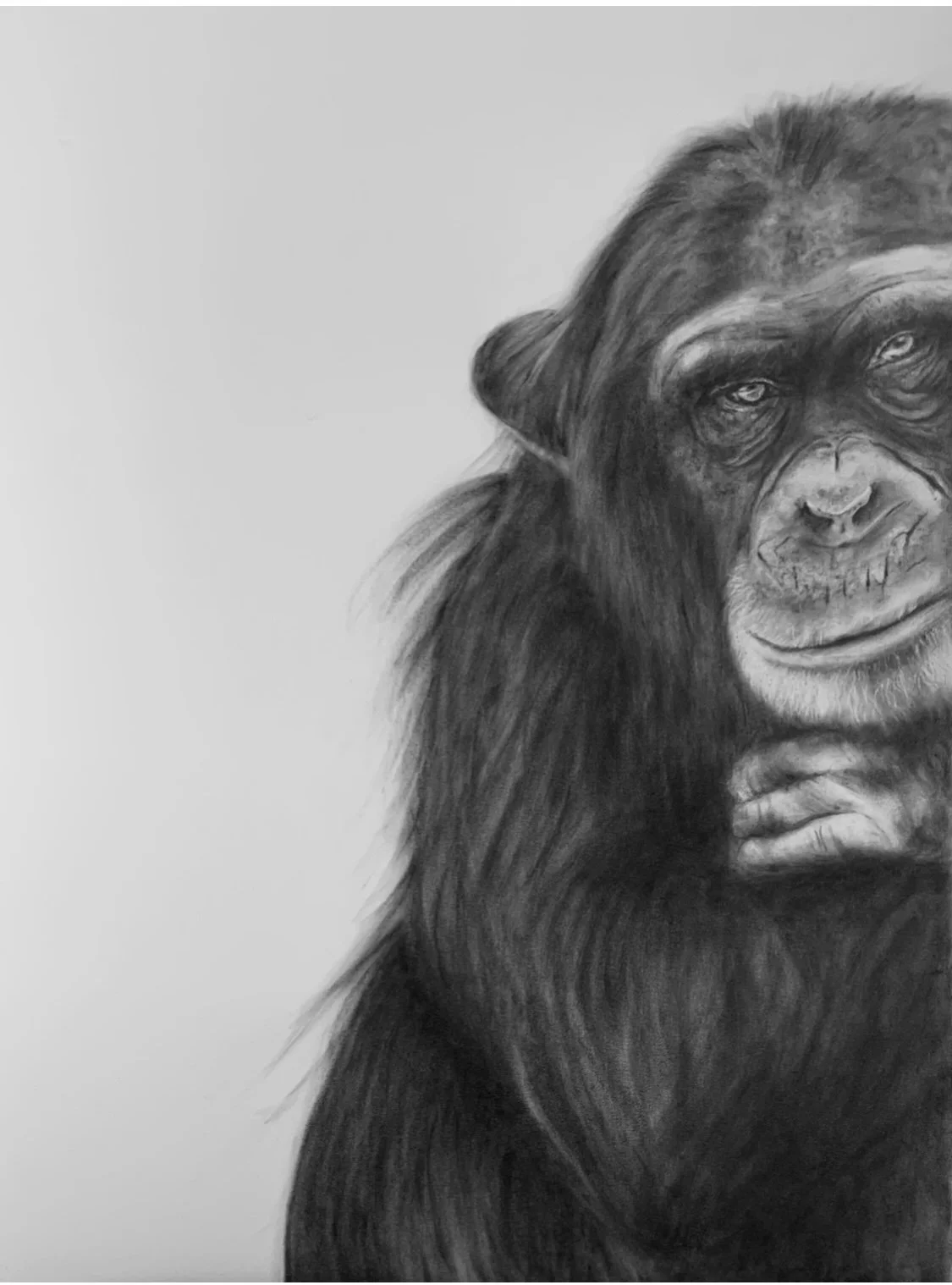 A black-and-white realistic charcoal drawing of a chimpanzee with detailed fur and facial features, looking directly forward with a neutral expression.