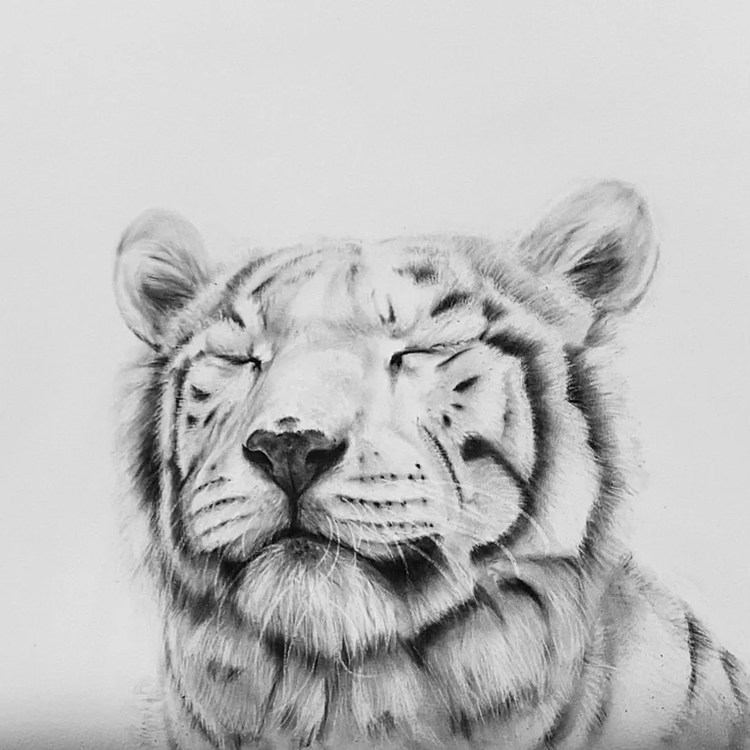 Black and white realistic drawing of a tiger with eyes closed, detailed fur and facial features.