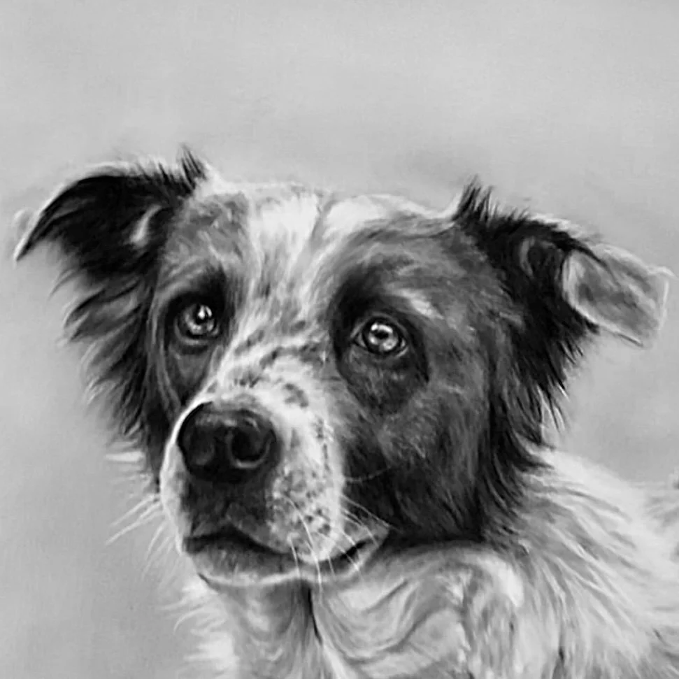 Black and white detailed drawing portrait of an Australian Shepherd dog with remarkable eyes and a mixed coat, facing the camera.