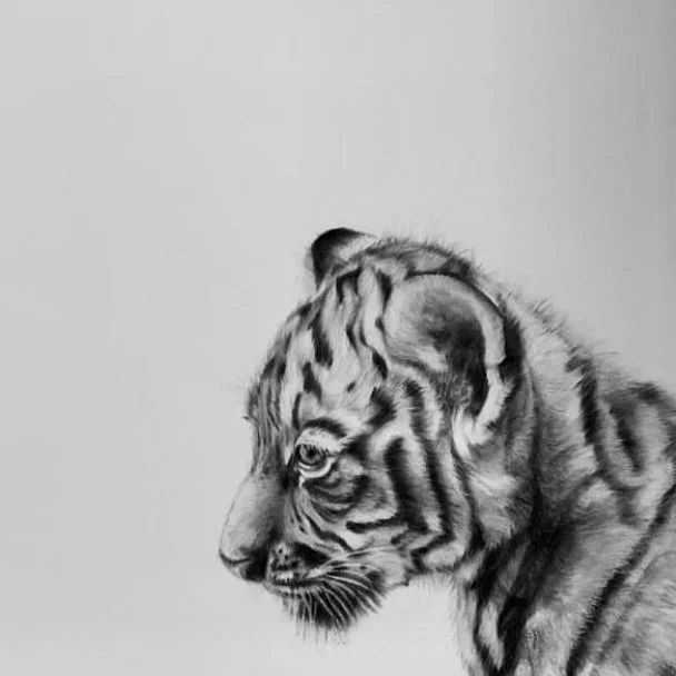 Black and white lifelike drawing of a tiger's head in profile.