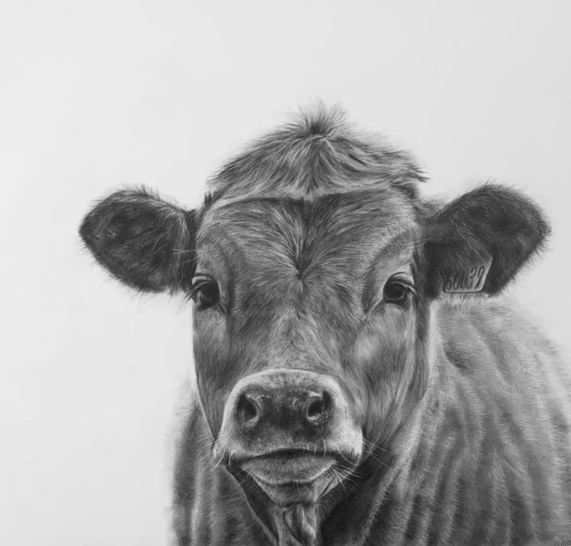 Black and white detailed charcoal drawing with a cow's face, facing forward.