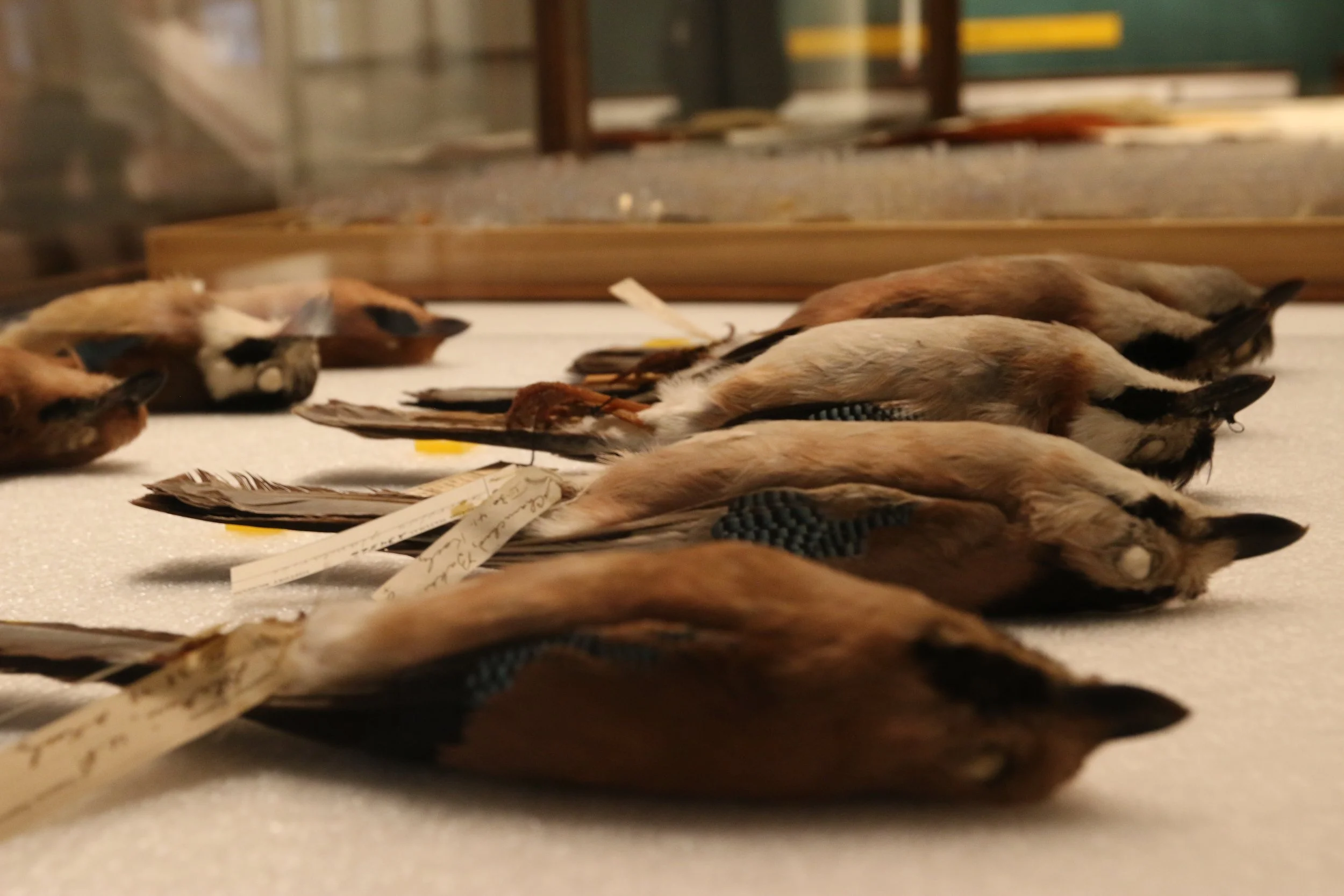 Multiple small bird specimens with tags, laid out on a surface indoors, likely for scientific study or display.