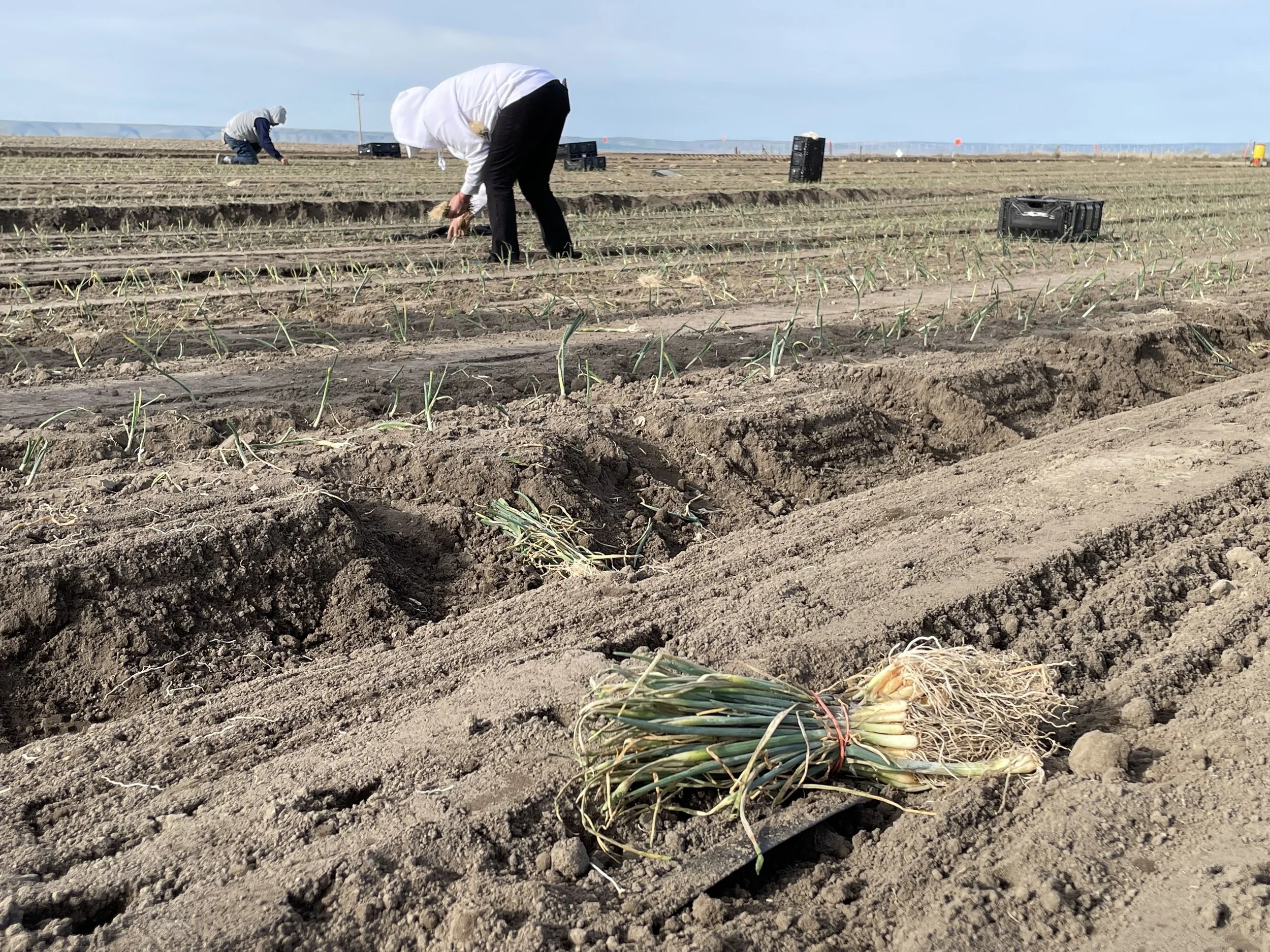 Farmers planting seedlings in rows on a large farm field under a clear sky.