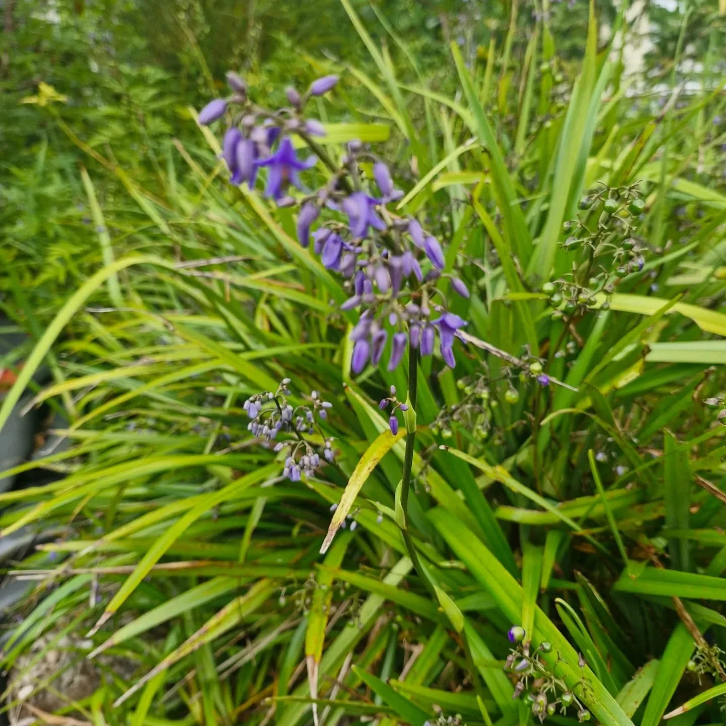 Landscape Plant 4.jpg