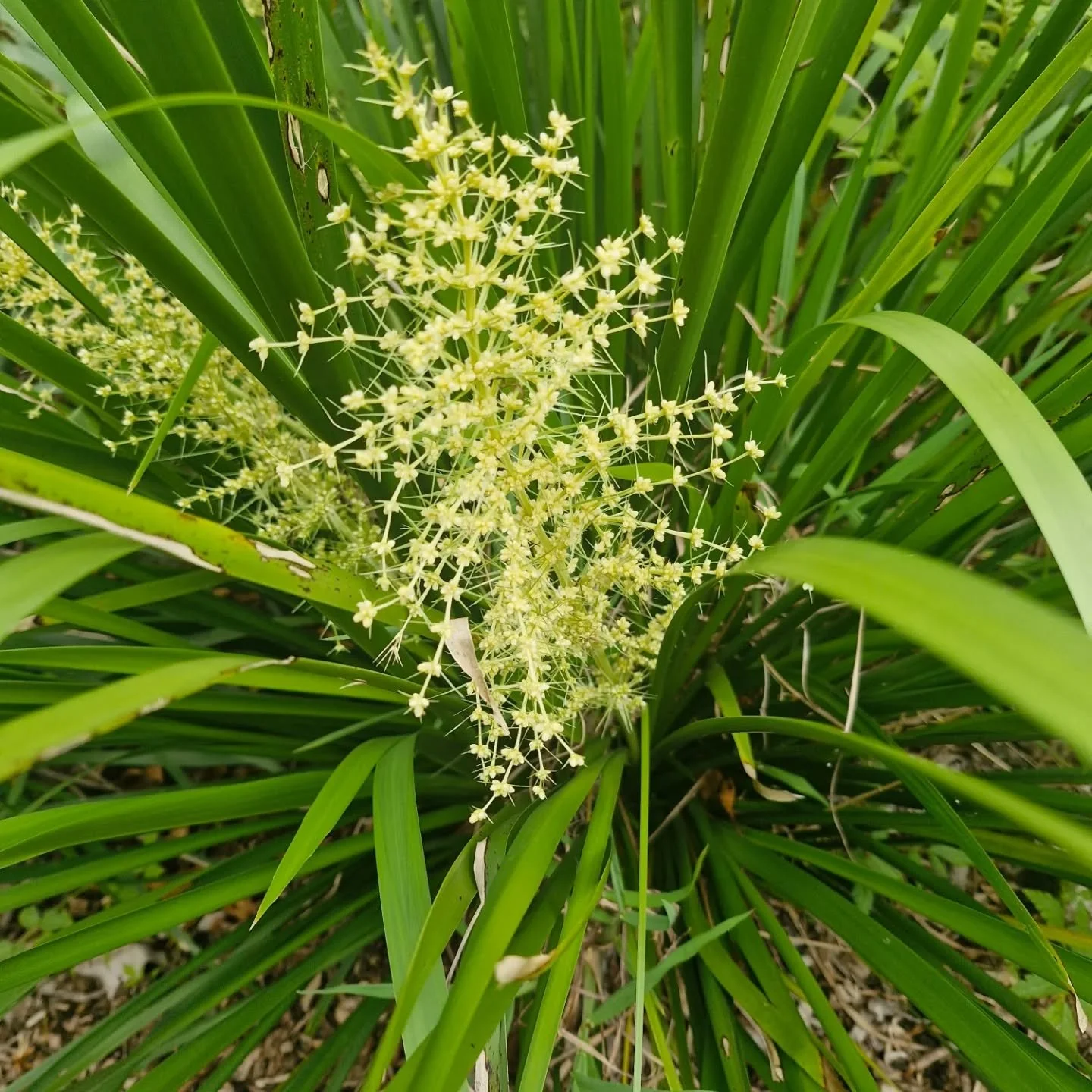 Landscape Plant.jpg