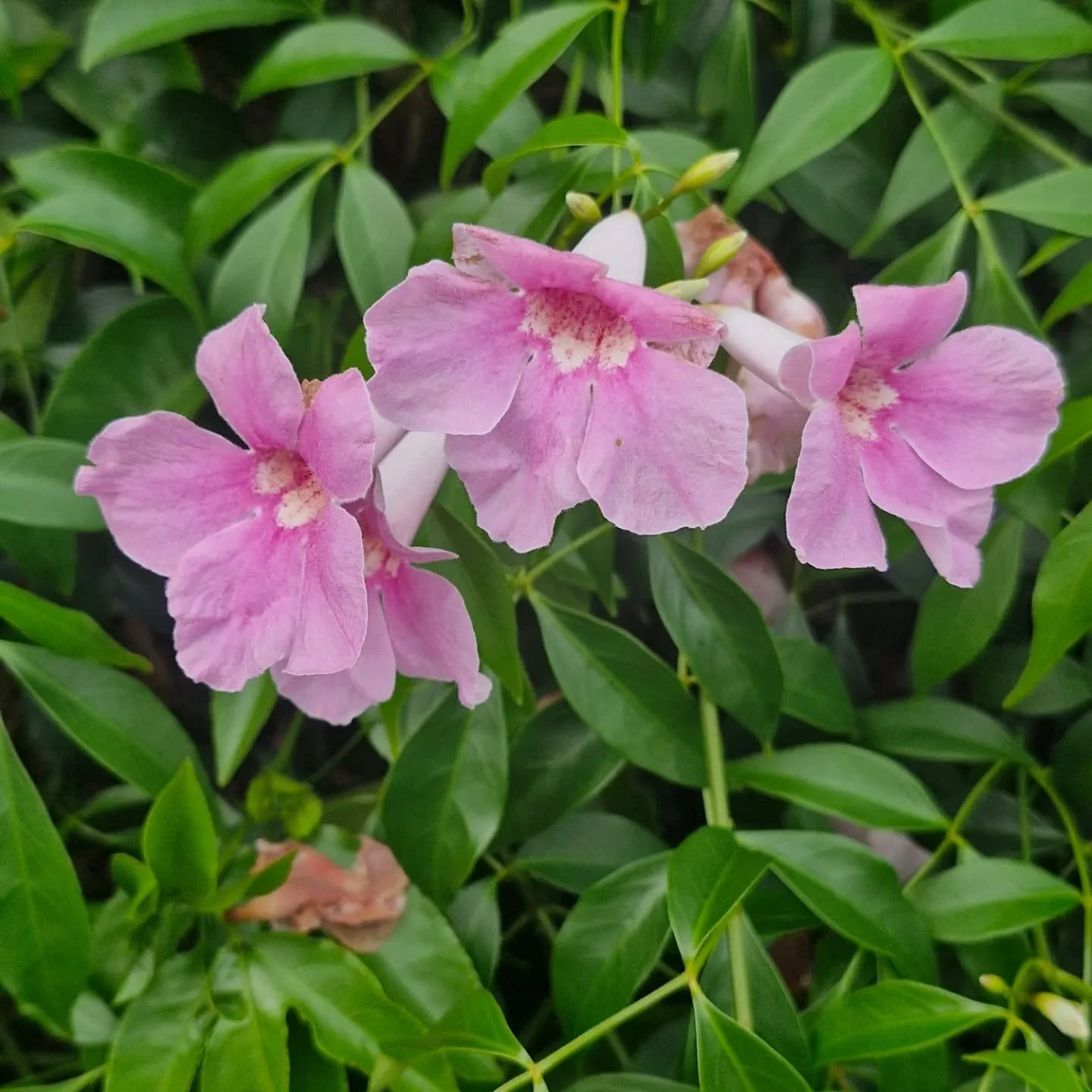 Landscape Plant 3.jpg